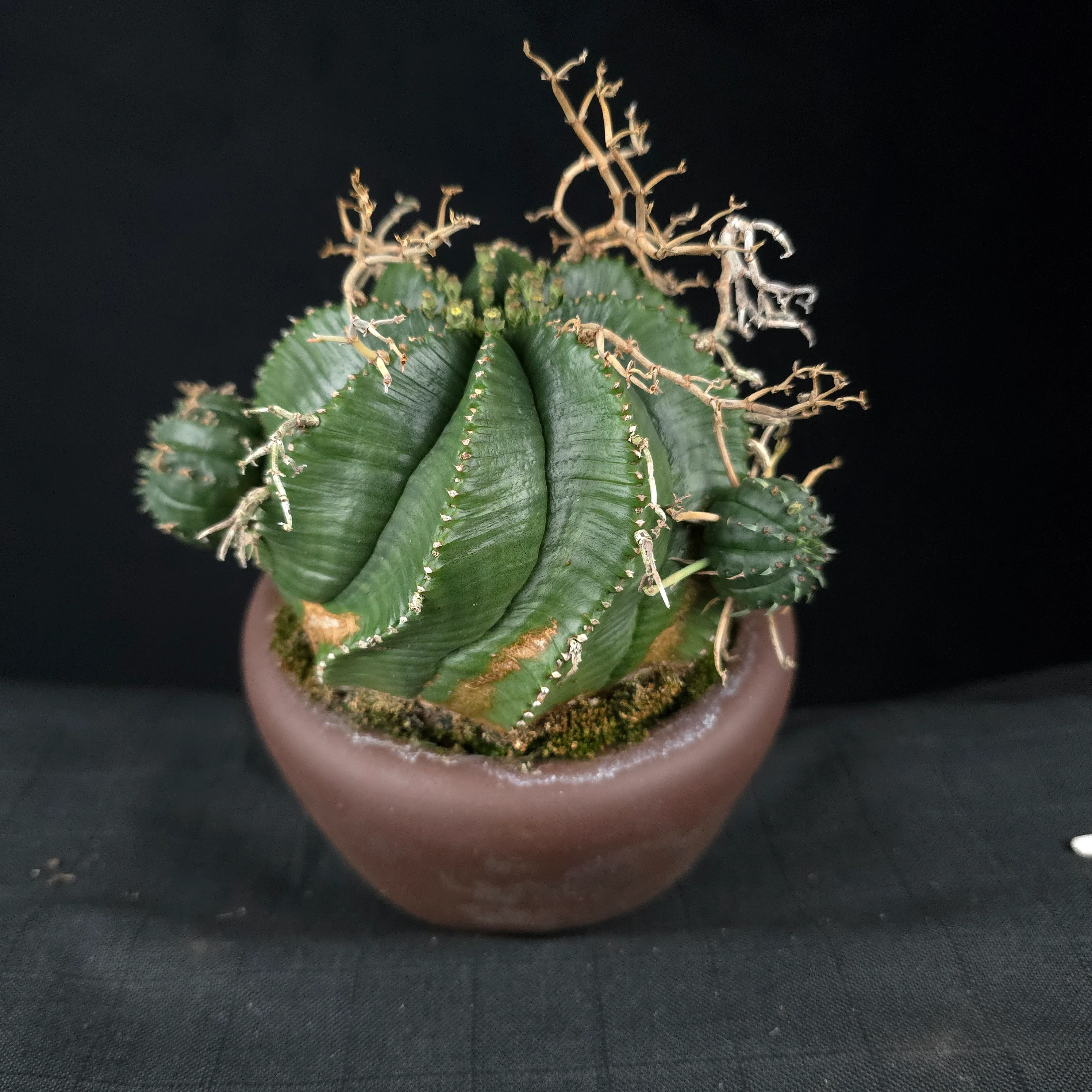 Euphorbia meloformis One Off Specials (WA Prohibited) - Image 8