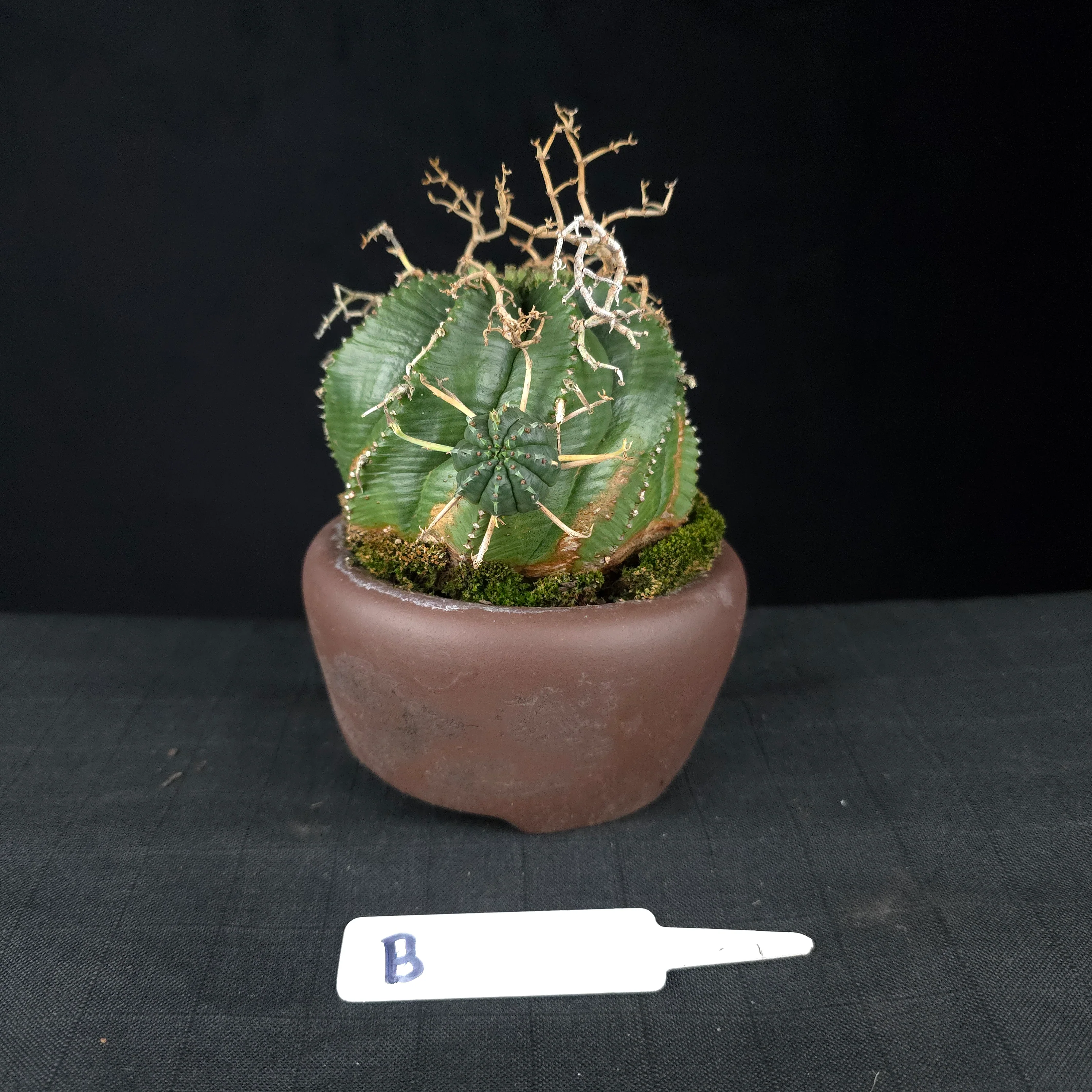 Euphorbia meloformis One Off Specials (WA Prohibited) - Image 9