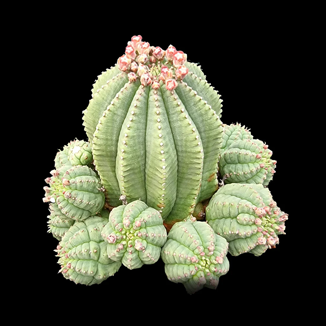 Euphorbia meloformis var. falsa (WA Prohibited)