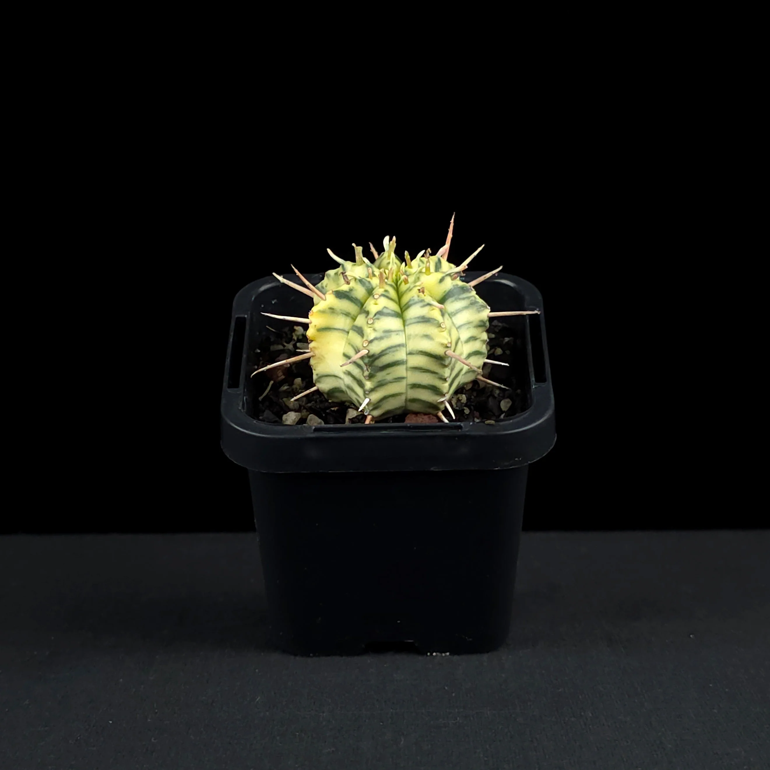 Euphorbia meloformis x pulvinata variegata (WA Prohibited) - Image 3