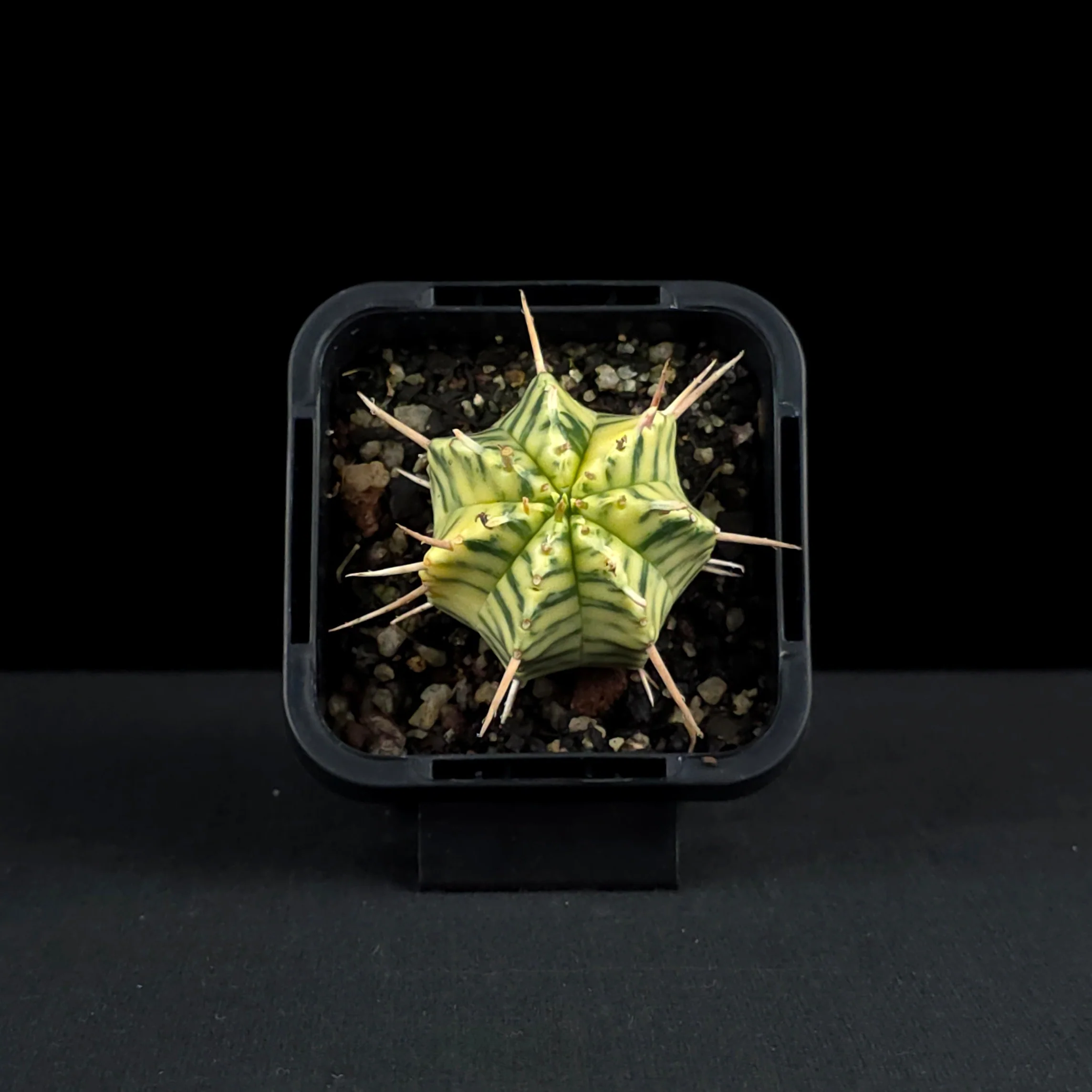 Euphorbia meloformis x pulvinata variegata (WA Prohibited) - Image 4
