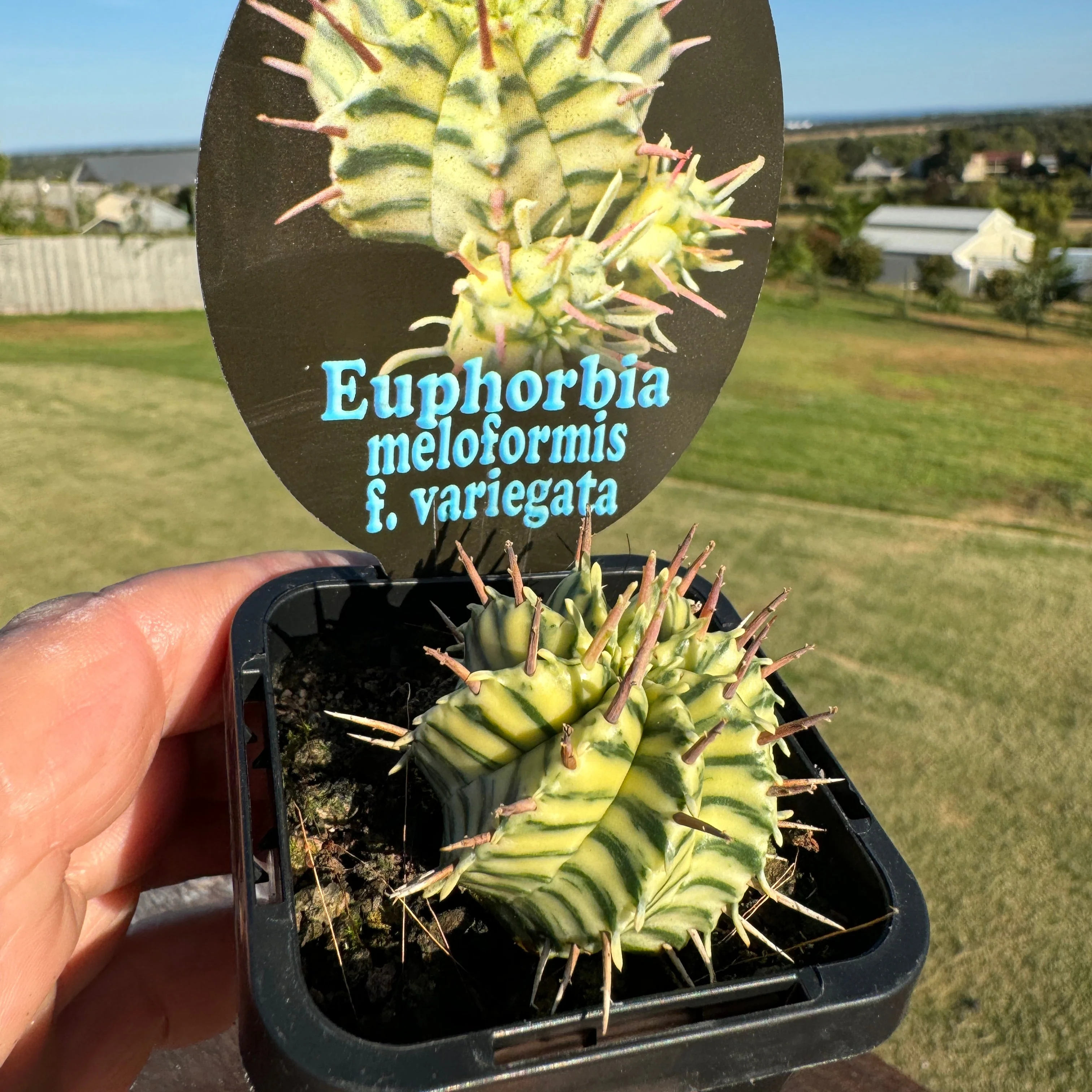 Euphorbia meloformis x pulvinata variegata (WA Prohibited) - Image 5