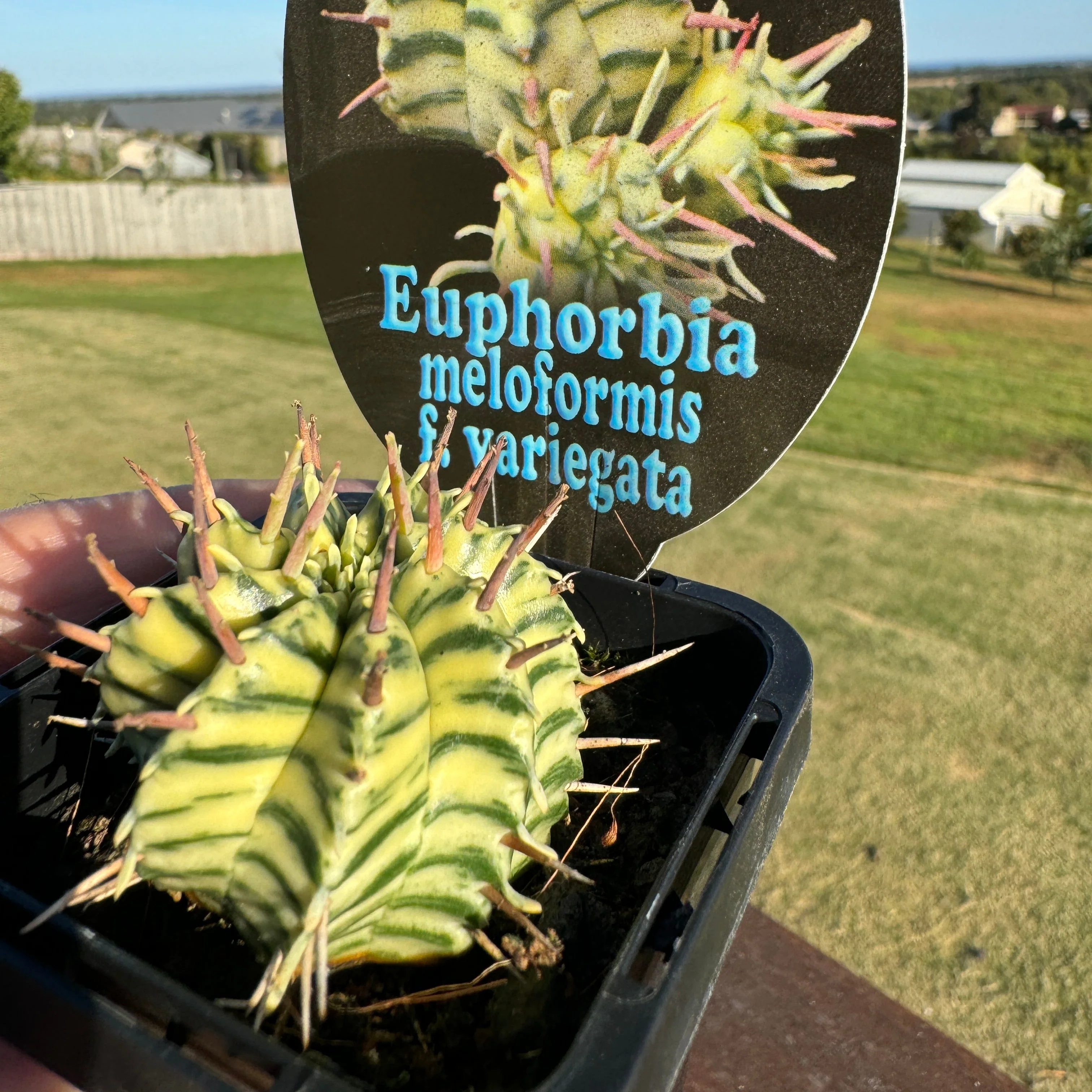 Euphorbia meloformis x pulvinata variegata (WA Prohibited) - Image 6
