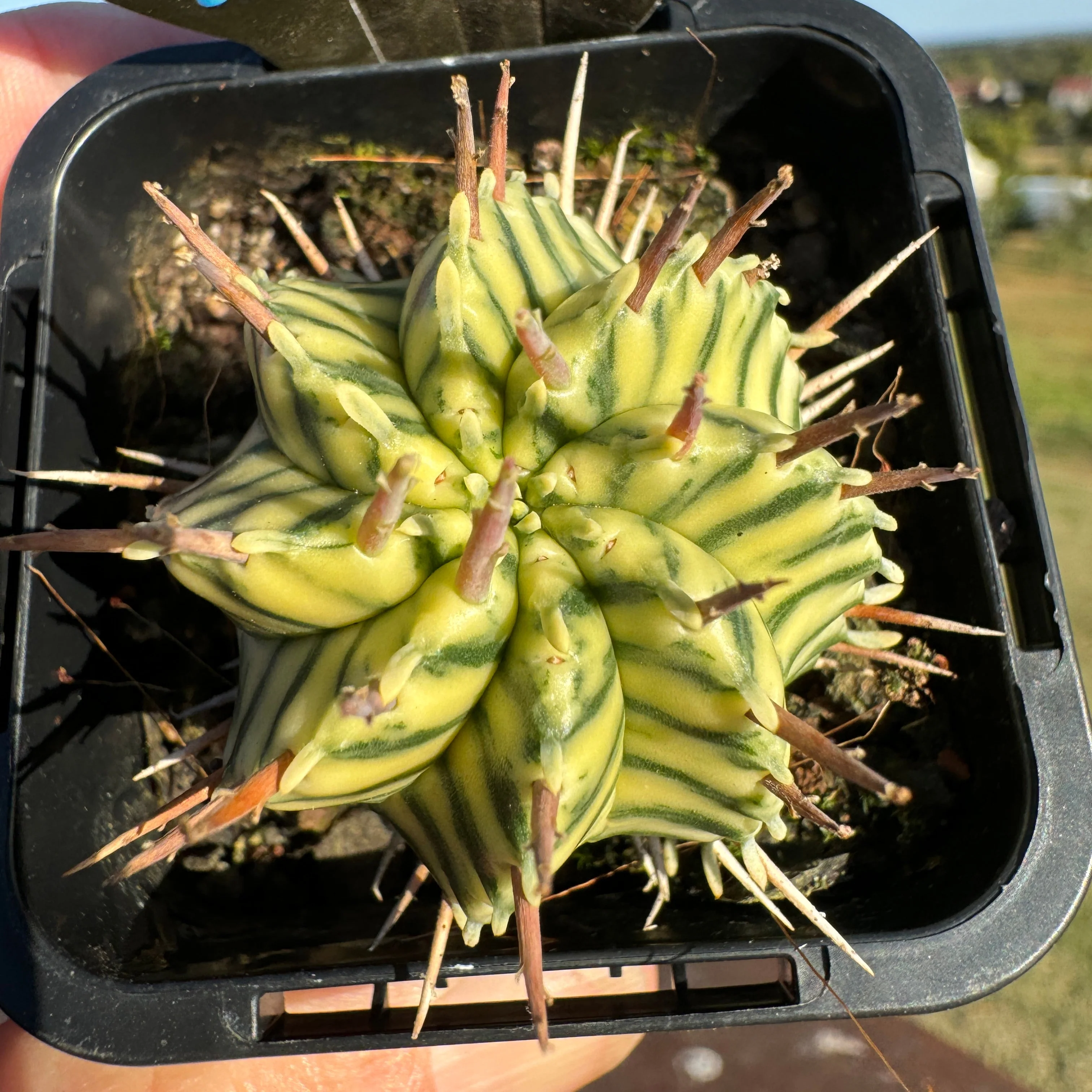 Euphorbia meloformis x pulvinata variegata (WA Prohibited) - Image 7