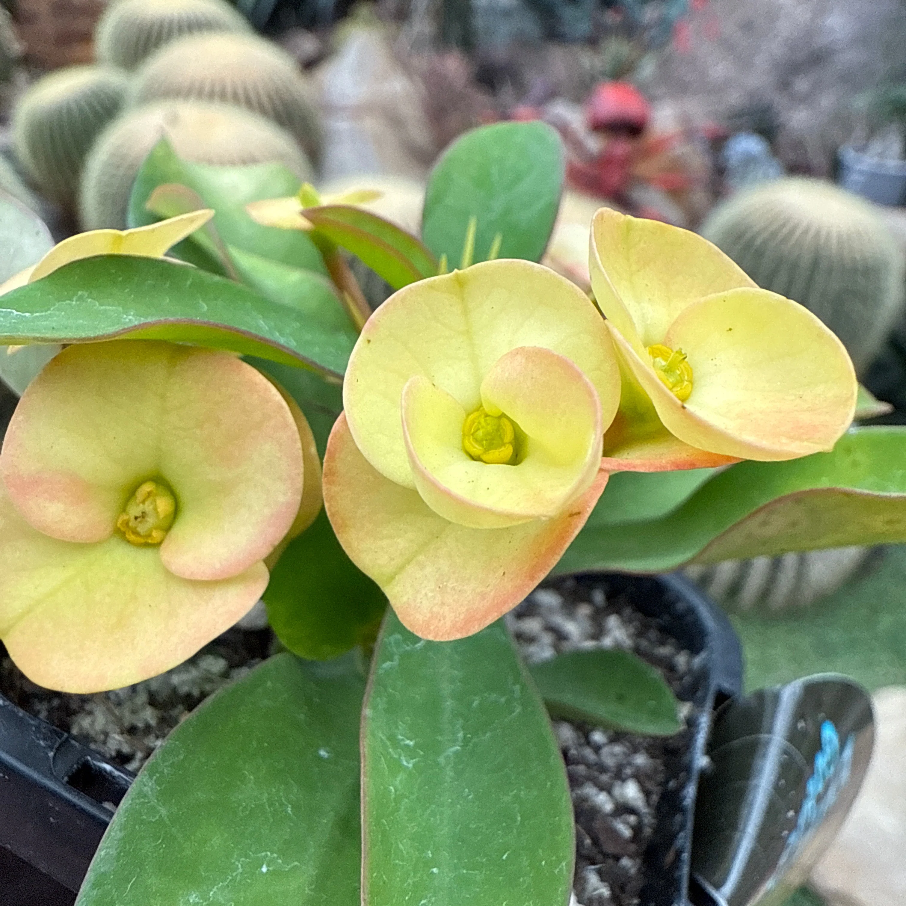 Euphorbia milii 'Golden Orb' - Crown of Thorns (WA Prohibited) - Image 2
