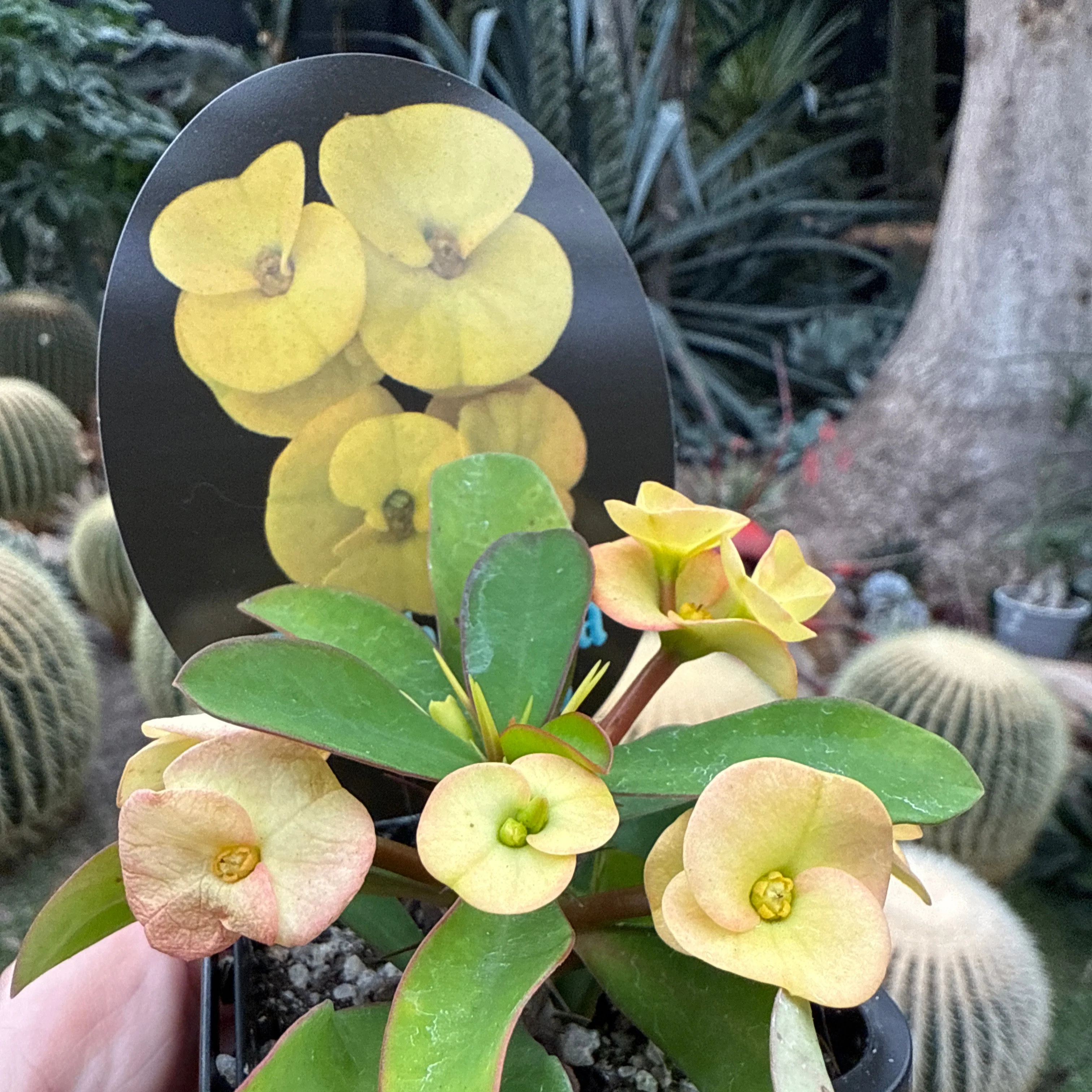 Euphorbia milii 'Golden Orb' - Crown of Thorns (WA Prohibited) - Image 3