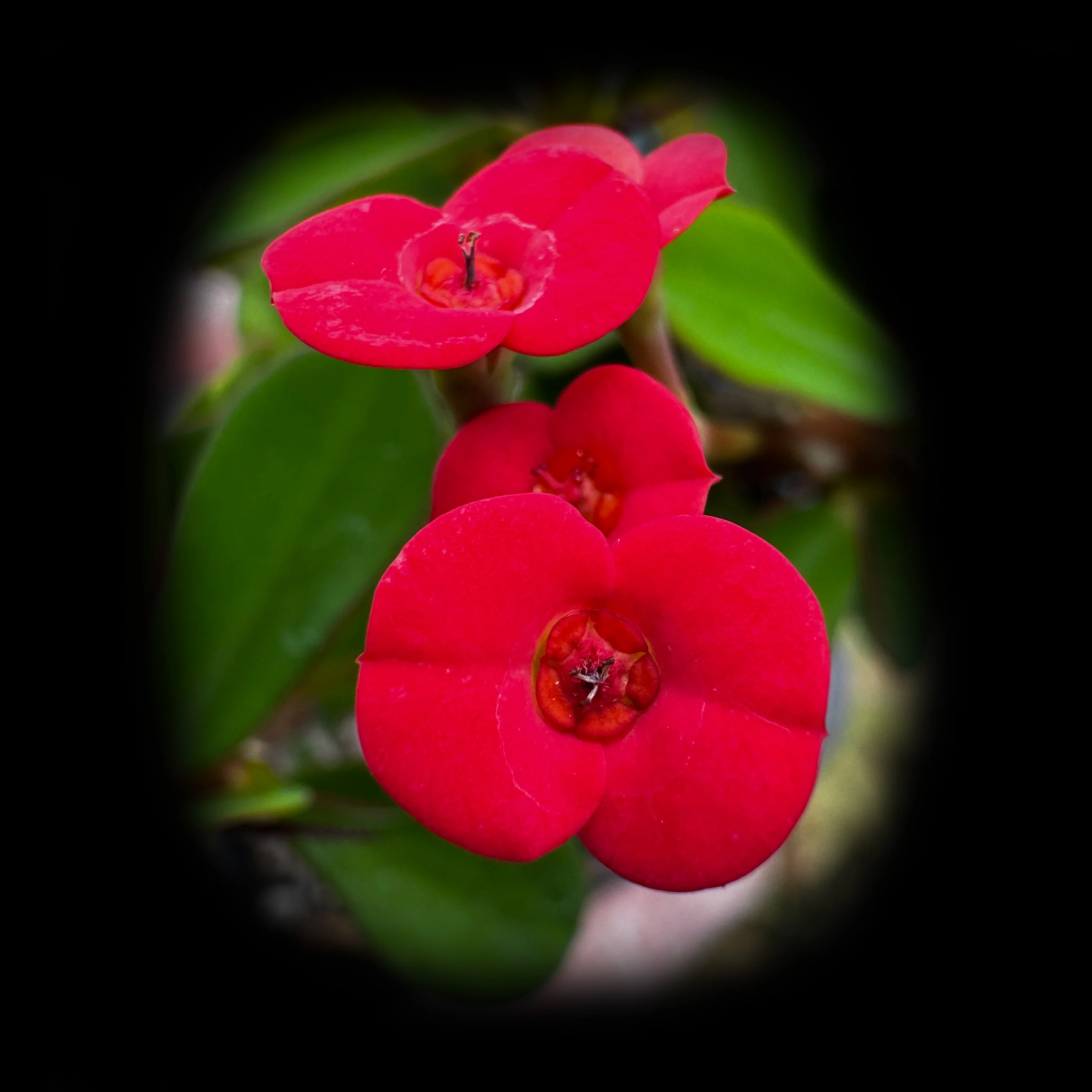 Euphorbia milii 'Lucky Lady' - Crown of Thorns (WA Prohibited)