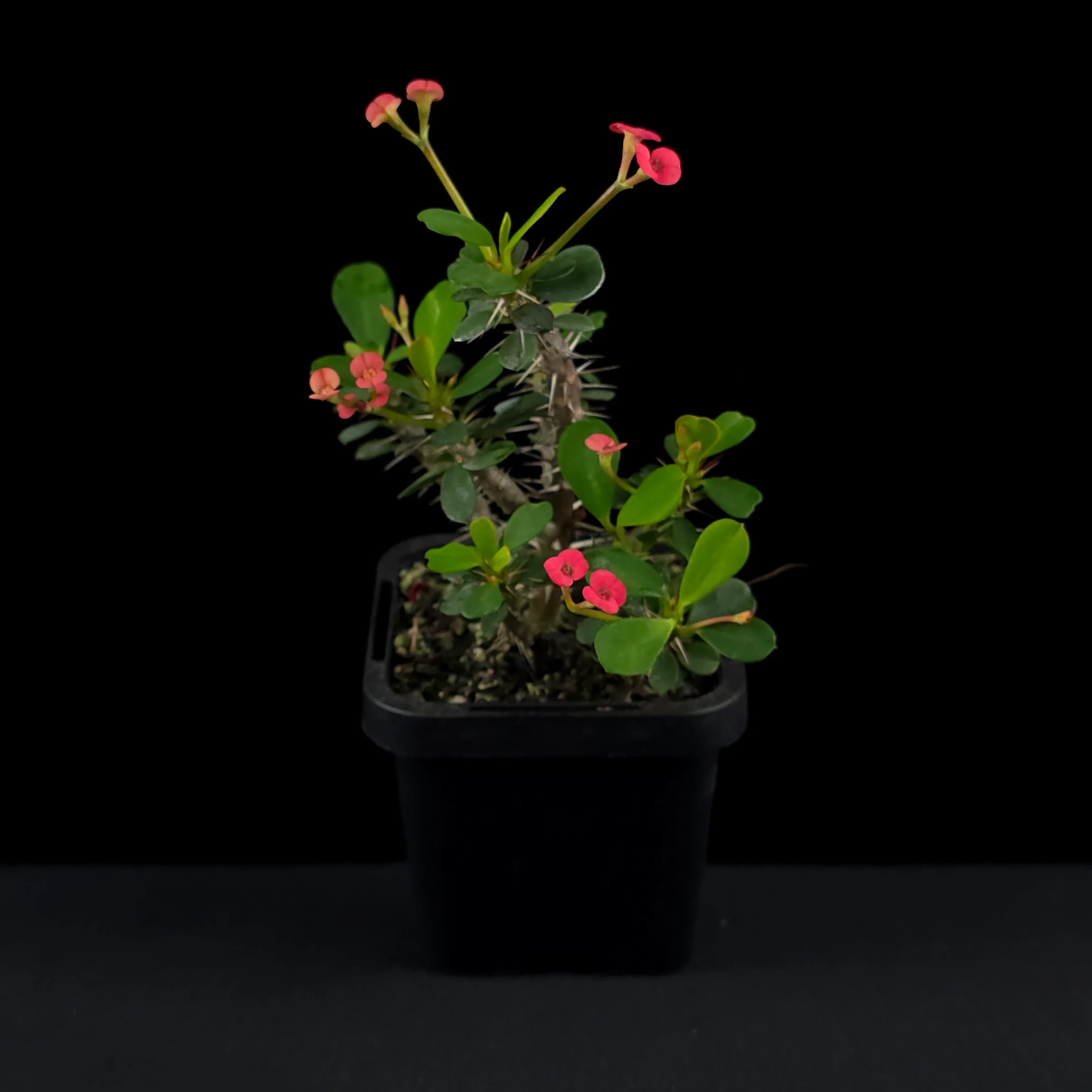 Euphorbia milii 'Lucky Lady' - Crown of Thorns (WA Prohibited) - Image 2