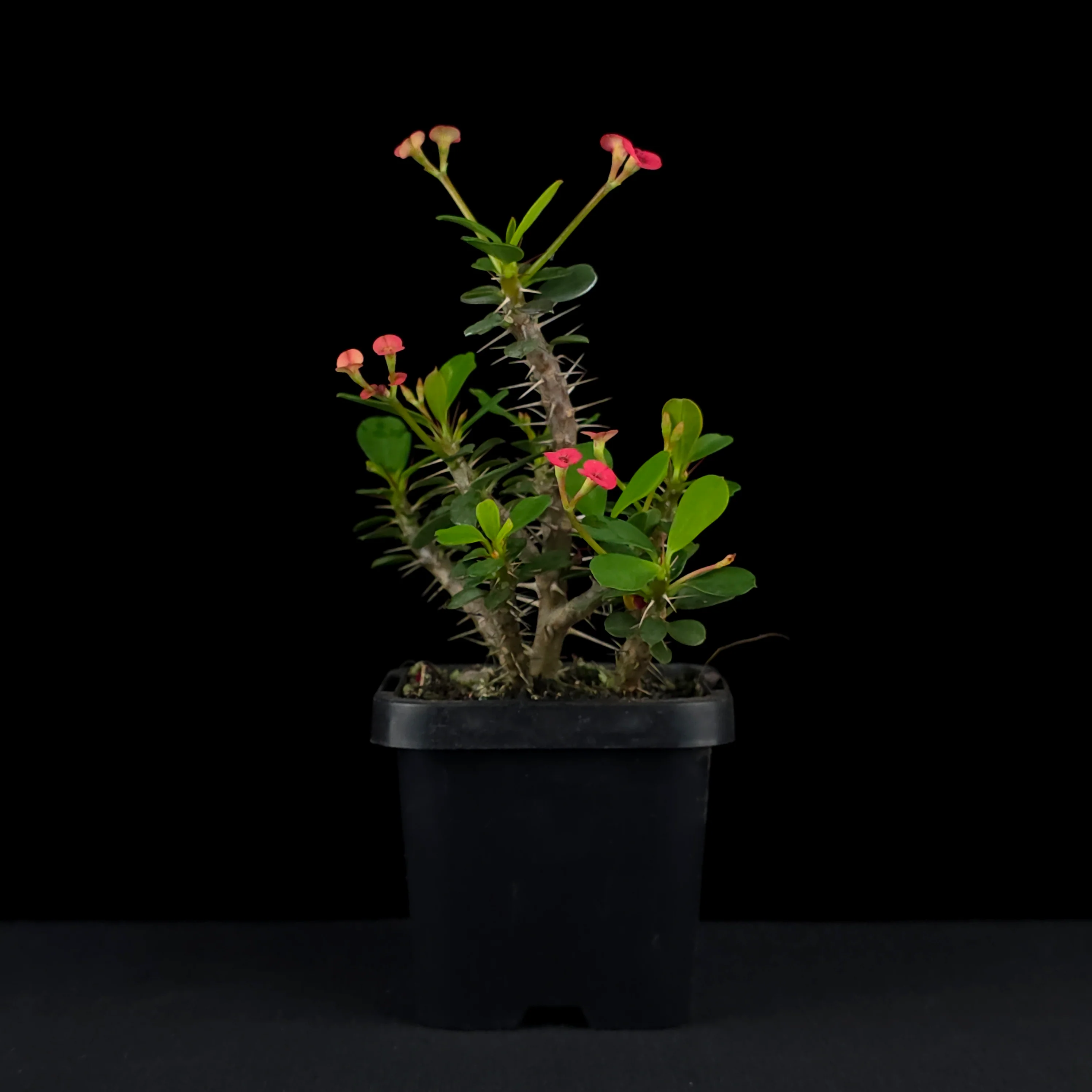 Euphorbia milii 'Lucky Lady' - Crown of Thorns (WA Prohibited) - Image 3