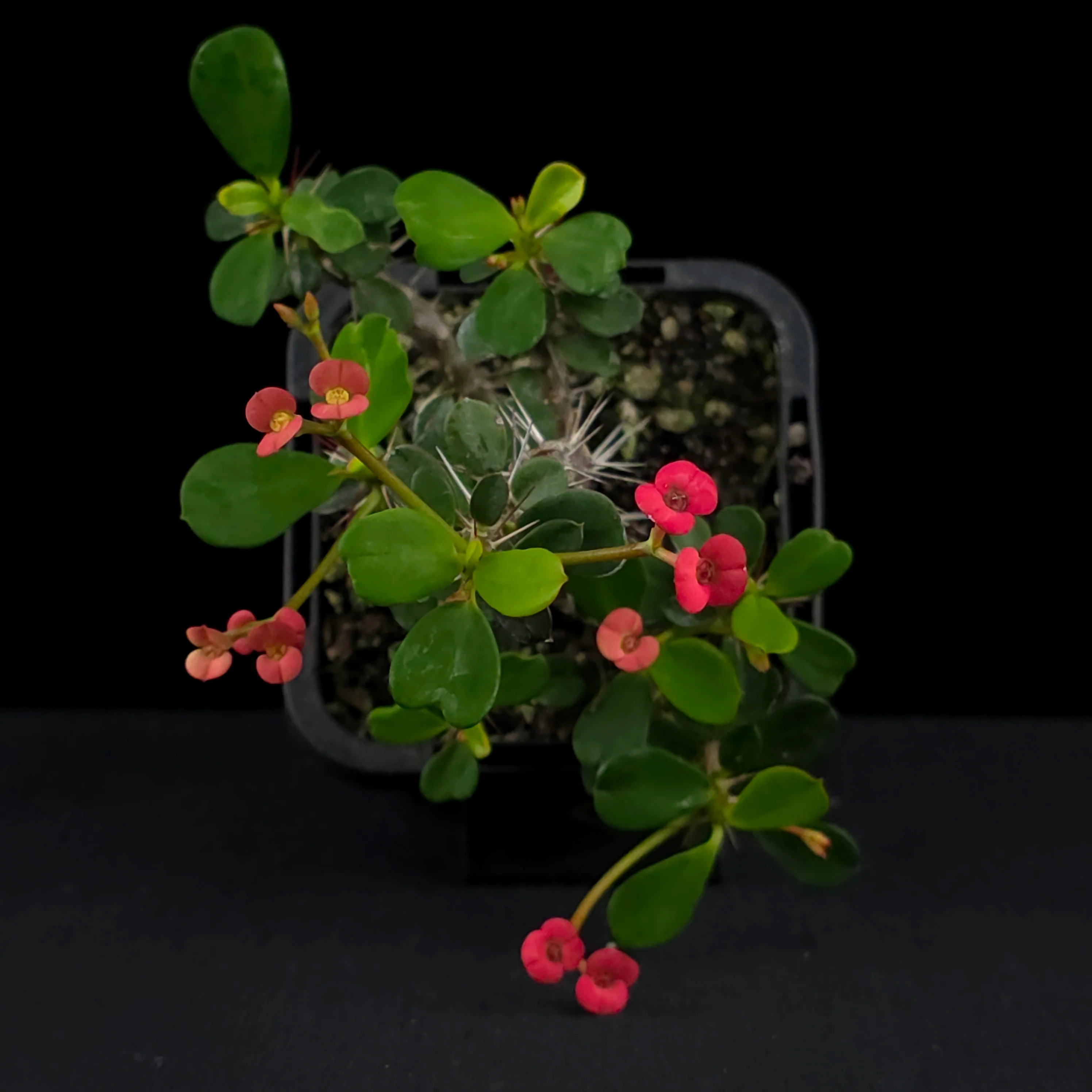 Euphorbia milii 'Lucky Lady' - Crown of Thorns (WA Prohibited) - Image 4