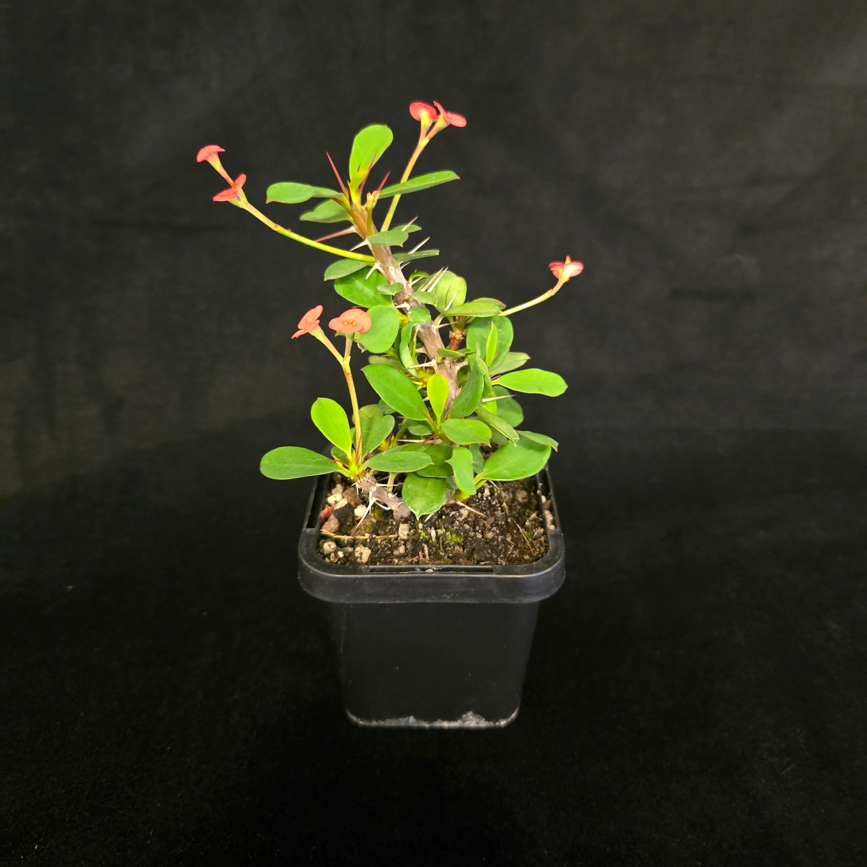 Euphorbia milii 'Lucky Lady' - Crown of Thorns (WA Prohibited) - Image 5
