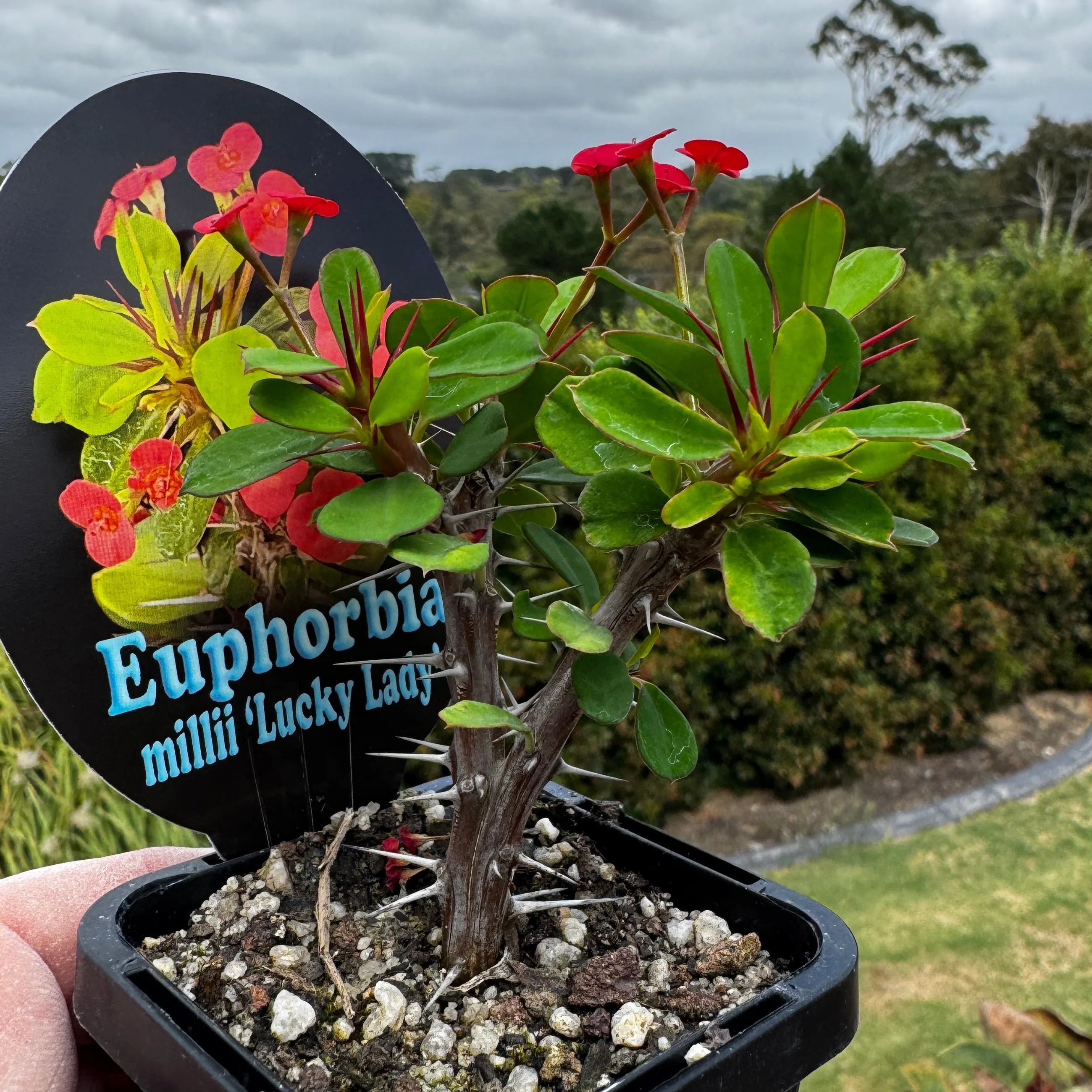 Euphorbia milii 'Lucky Lady' - Crown of Thorns (WA Prohibited) - Image 6
