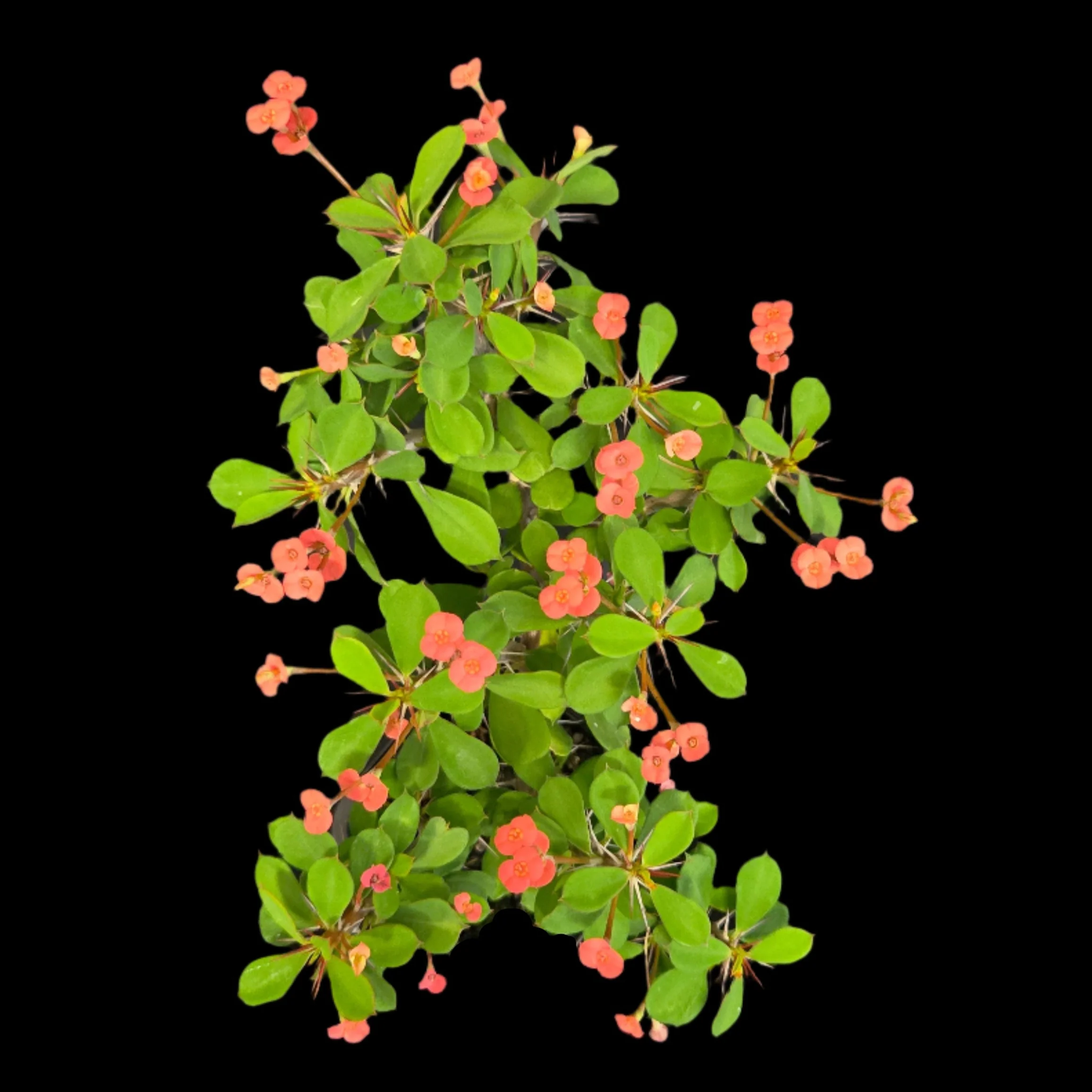 Euphorbia milii 'Lucky Lady' - Crown of Thorns (WA Prohibited) - Image 7