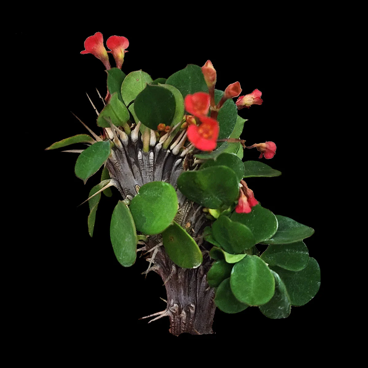 Euphorbia milii Crested 'Lucky Lady' (WA Prohibited)