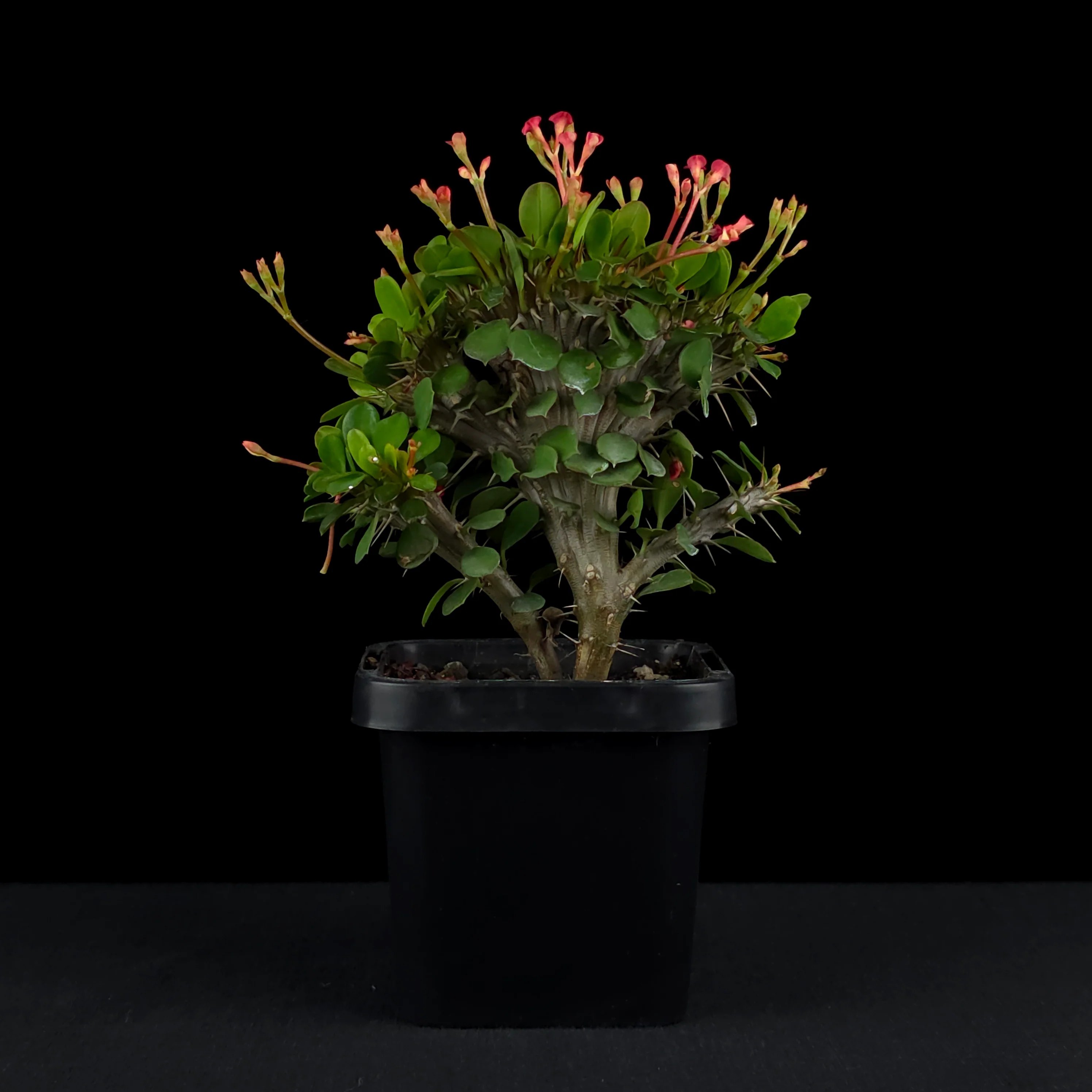 Euphorbia milii Crested 'Lucky Lady' (WA Prohibited) - Image 2