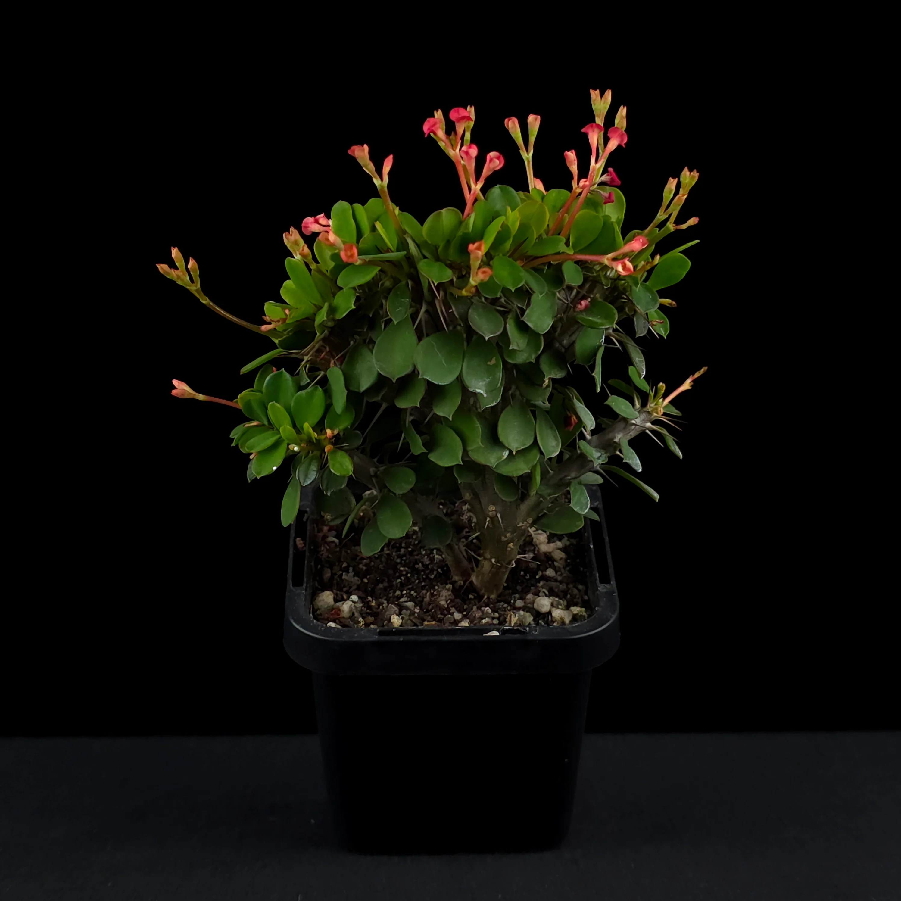 Euphorbia milii Crested 'Lucky Lady' (WA Prohibited) - Image 3