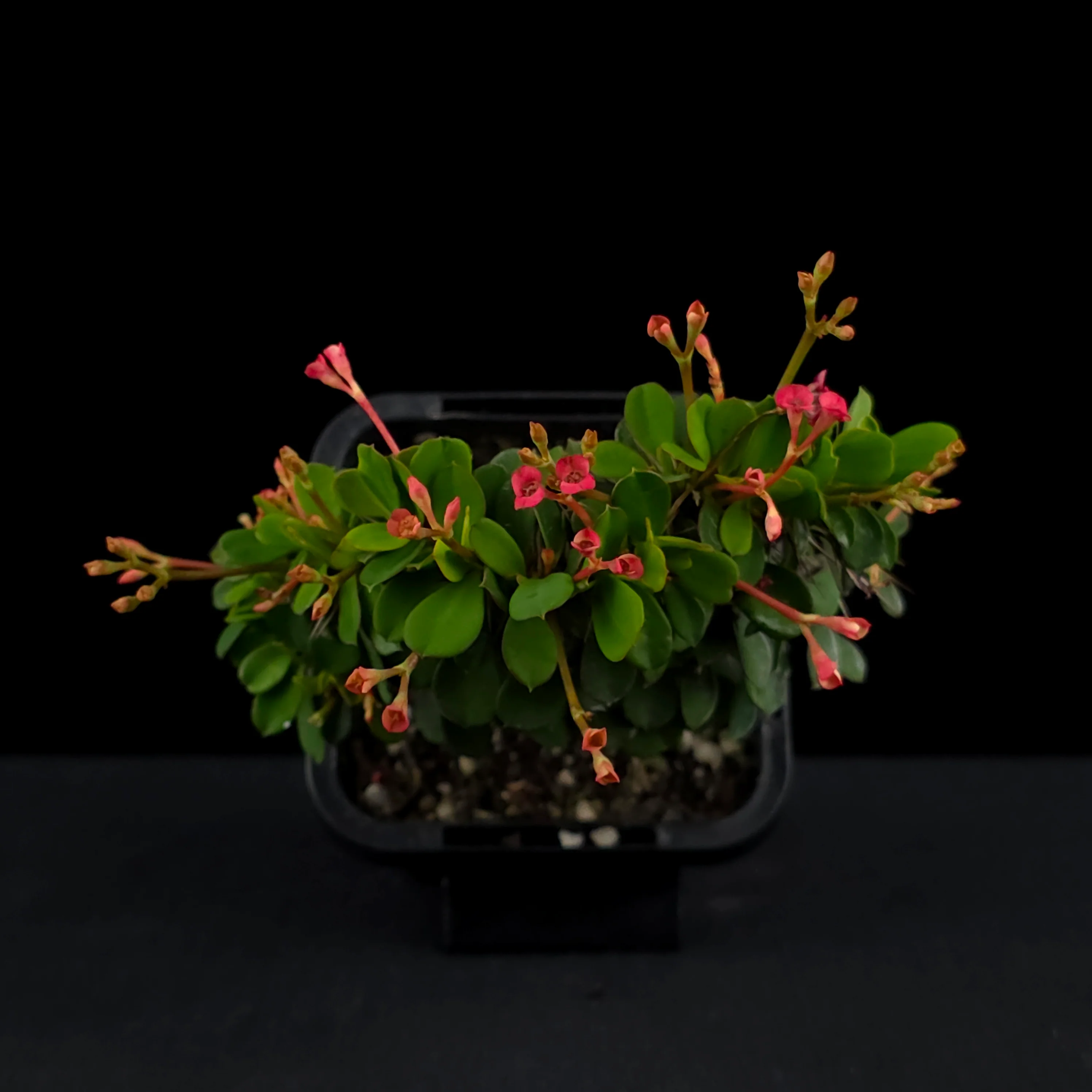 Euphorbia milii Crested 'Lucky Lady' (WA Prohibited) - Image 4
