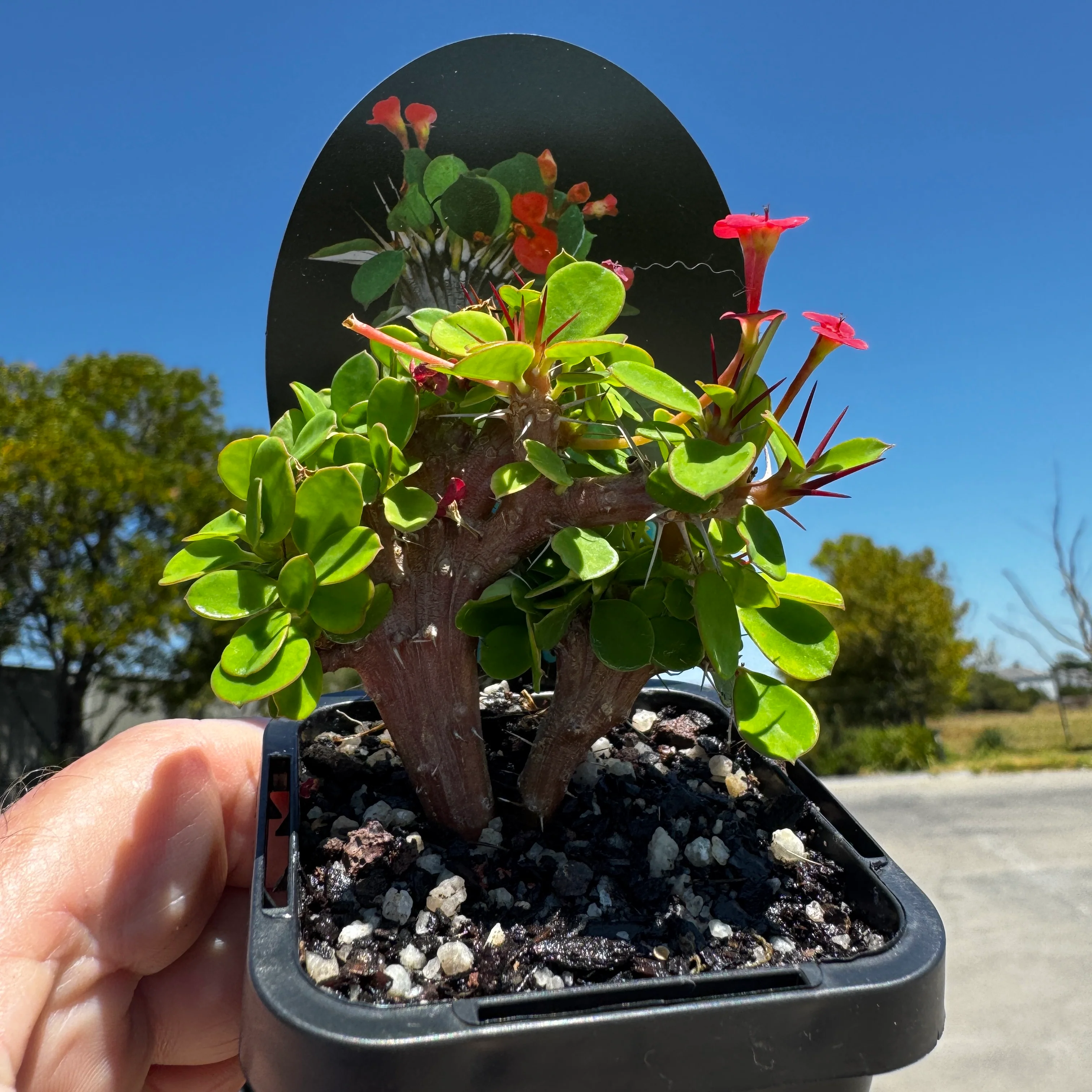 Euphorbia milii Crested 'Lucky Lady' (WA Prohibited) - Image 5