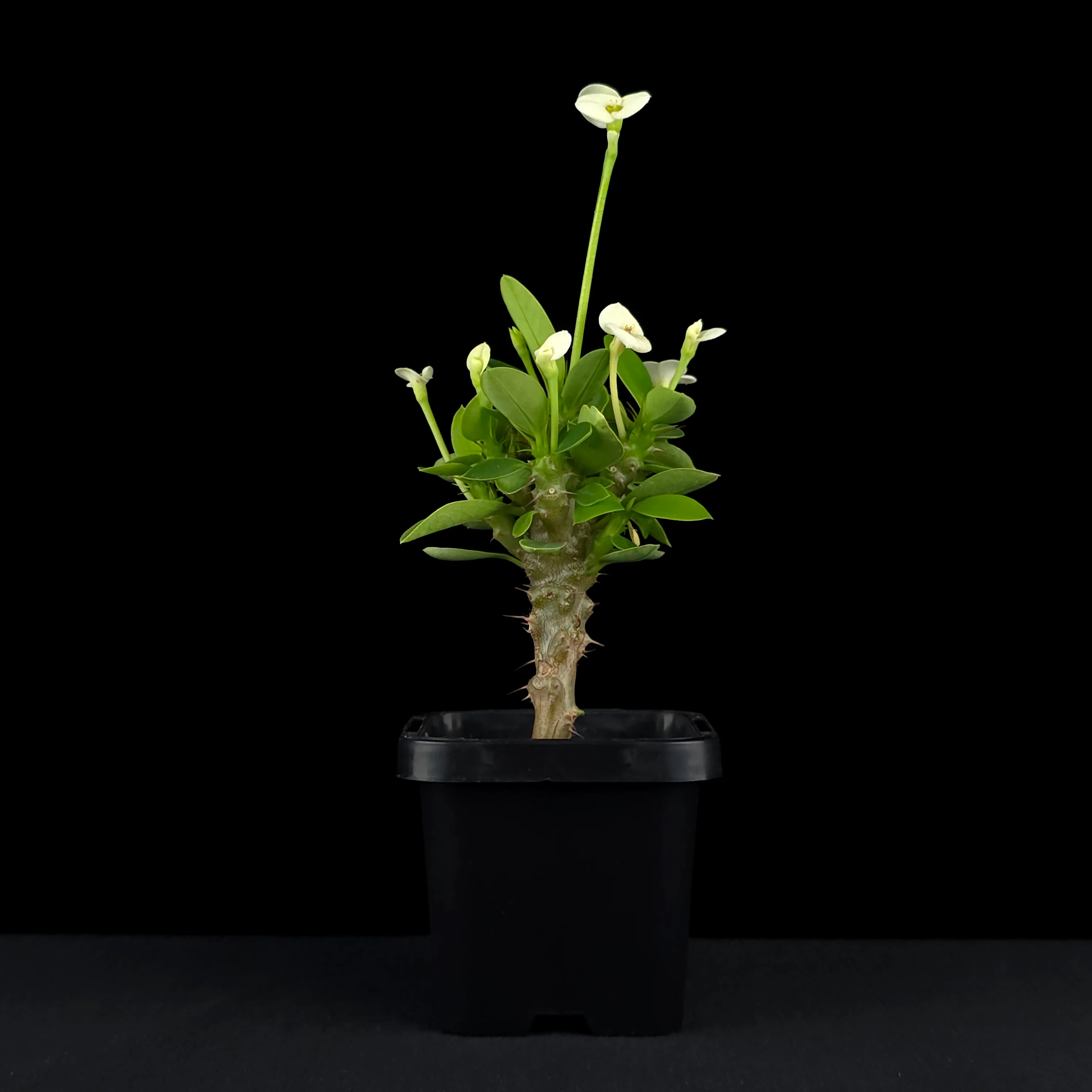 Euphorbia milii 'Mini White' - Crown of Thorns (WA Prohibited) - Image 2