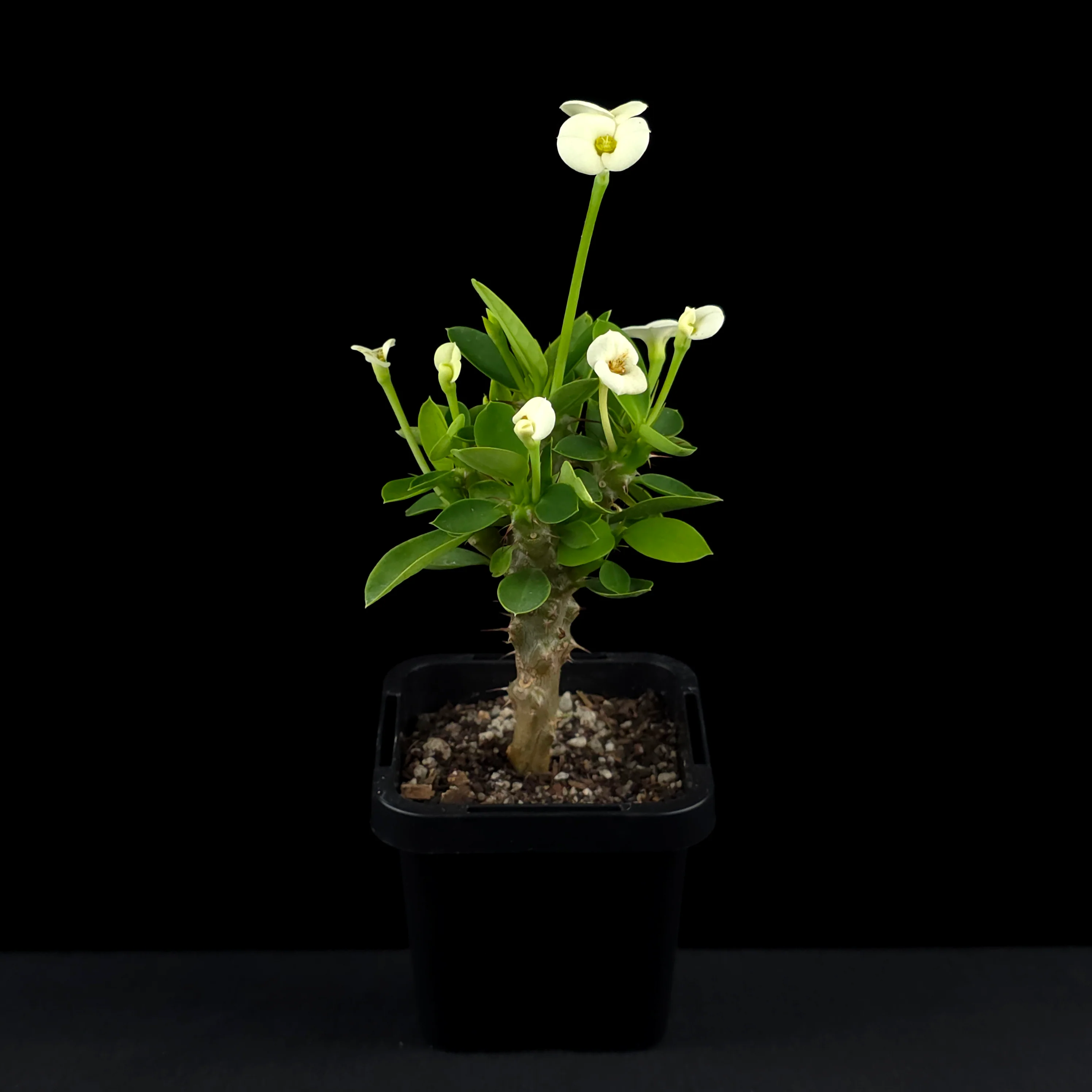 Euphorbia milii 'Mini White' - Crown of Thorns (WA Prohibited) - Image 3
