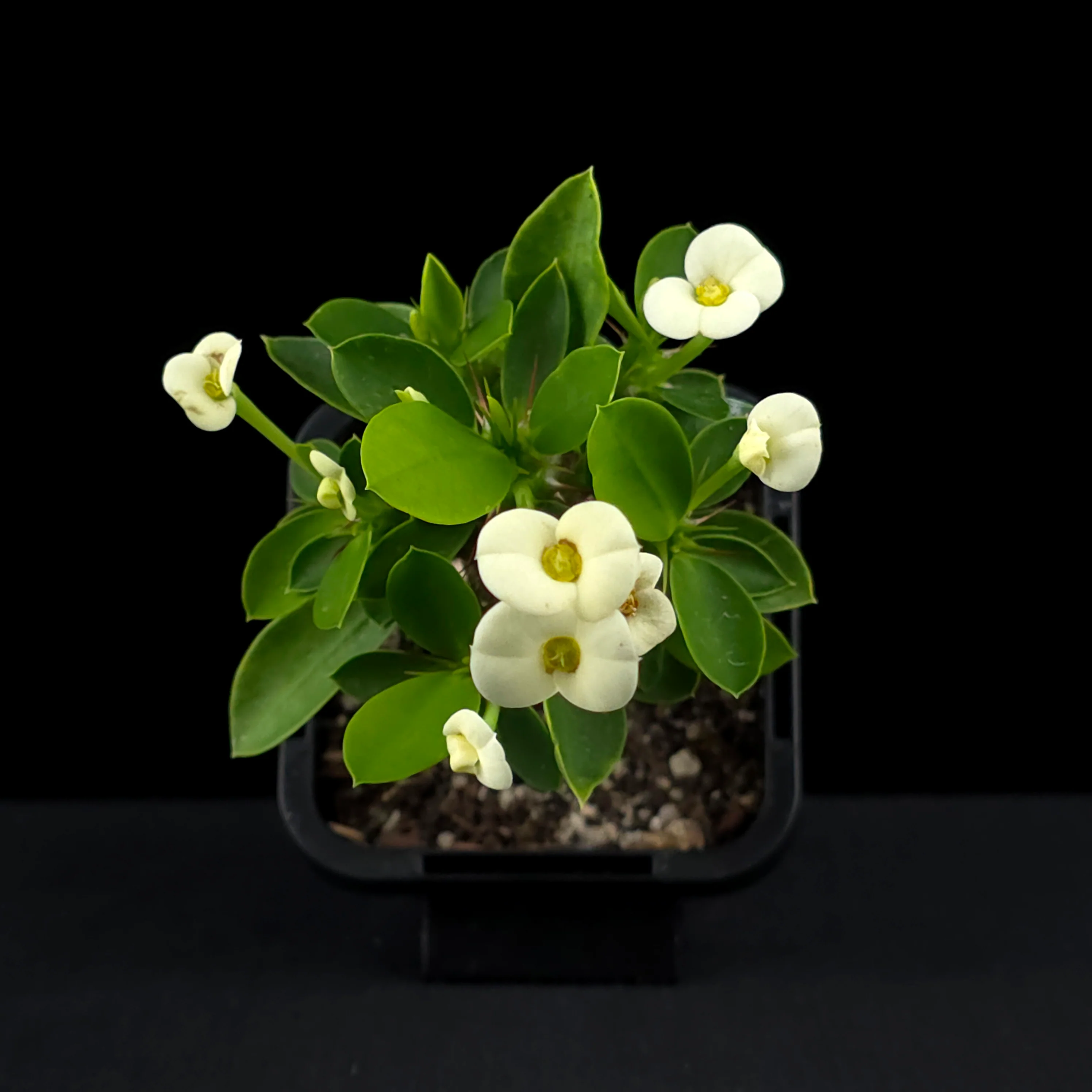 Euphorbia milii 'Mini White' - Crown of Thorns (WA Prohibited) - Image 4