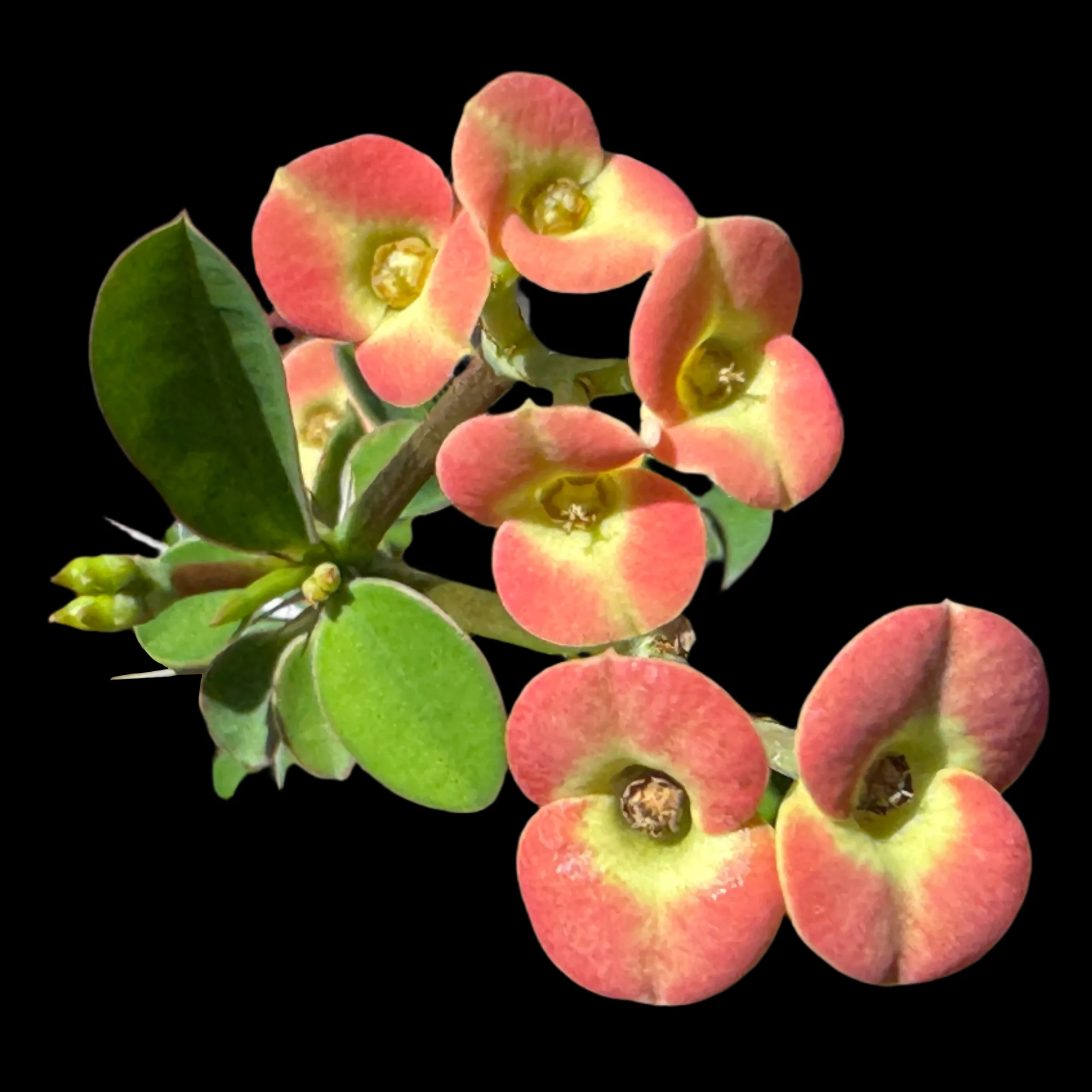 Euphorbia milii 'Petite Orange' -  Crown of Thorns (WA Prohibited)