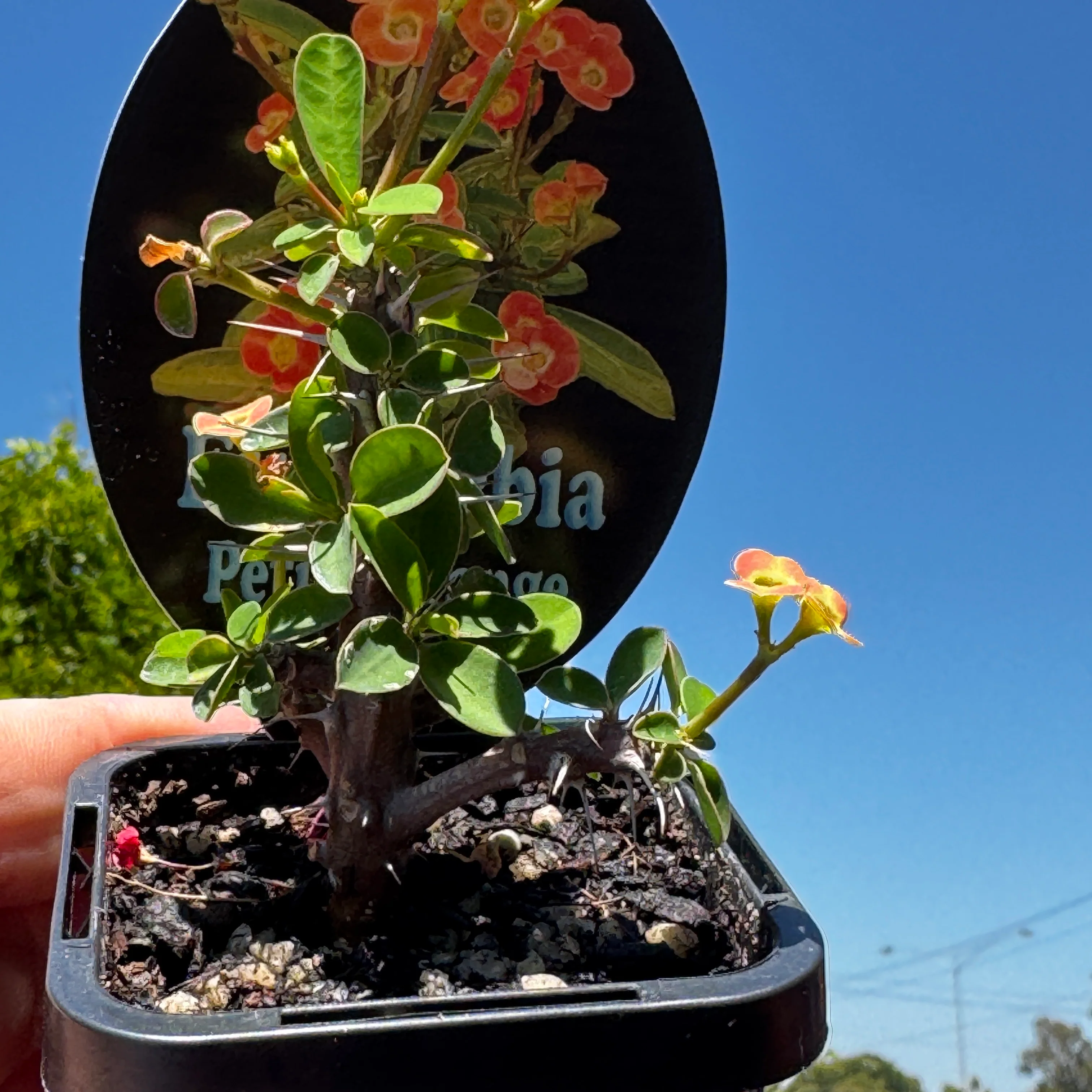 Euphorbia milii 'Petite Orange' -  Crown of Thorns (WA Prohibited) - Image 2