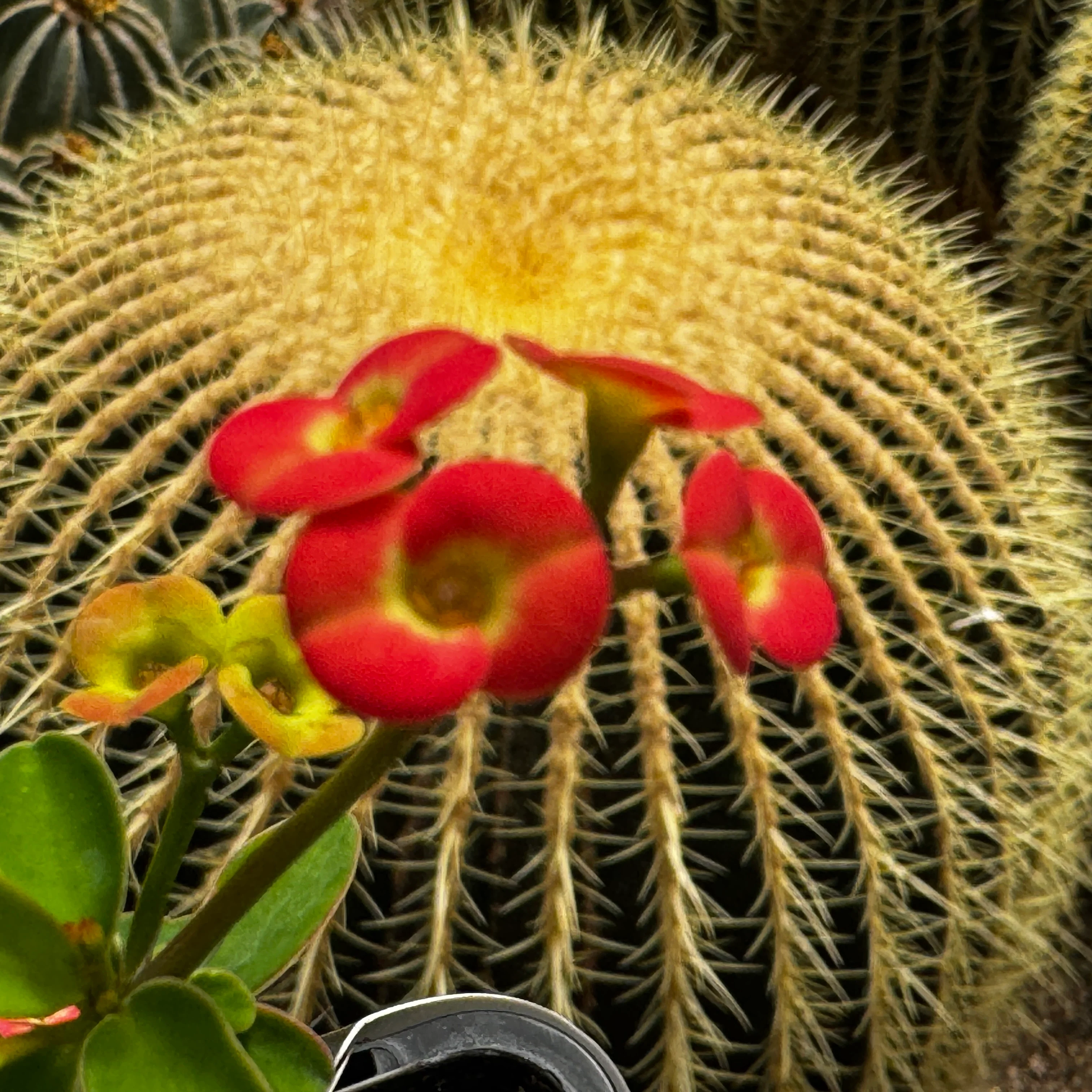 Euphorbia milii 'Petite Orange' -  Crown of Thorns (WA Prohibited) - Image 3