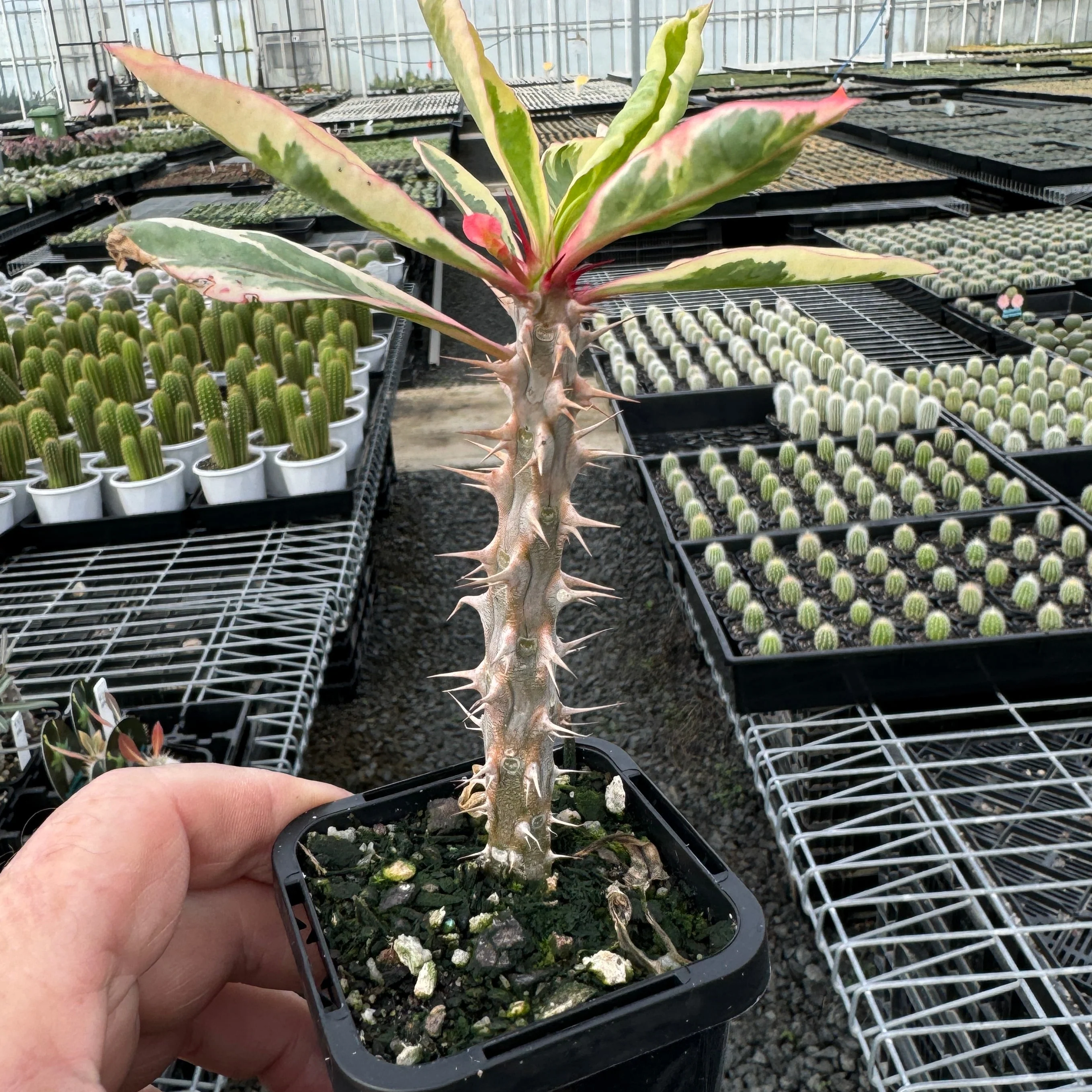 Euphorbia milii variegata - The Variegated Crown of Thorns (WA Prohibited) - Image 6