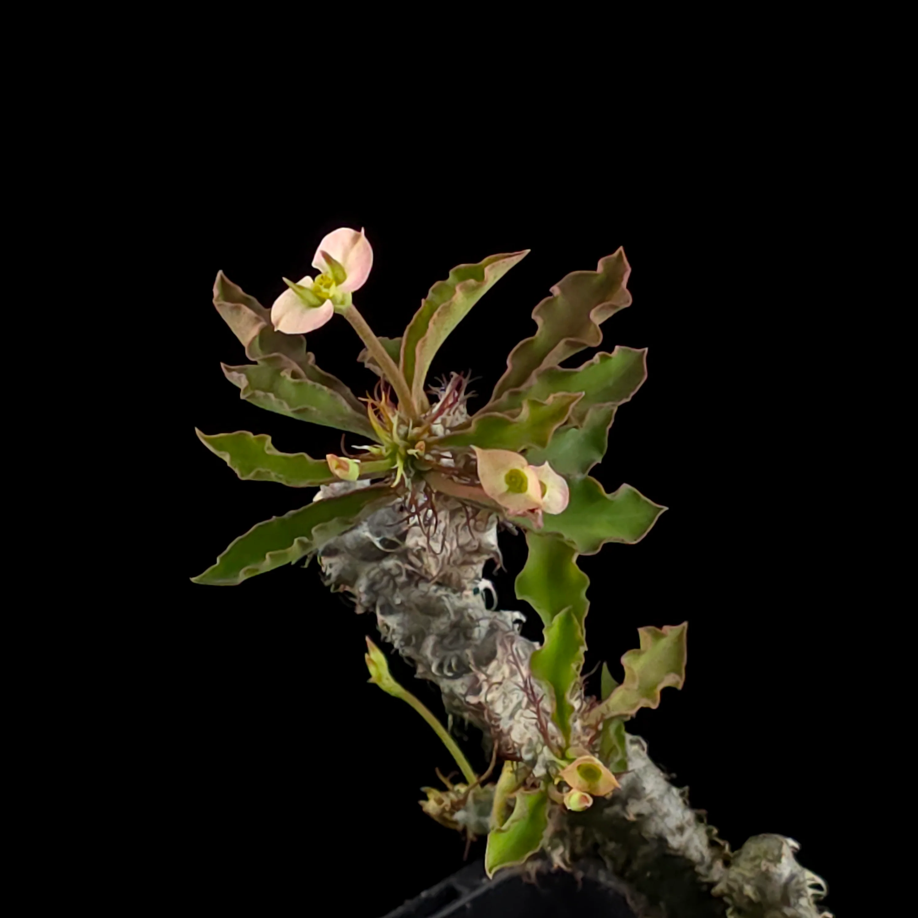 Euphorbia milii x Natwong 'Flying Dragon' (WA Prohibited) - Image 2