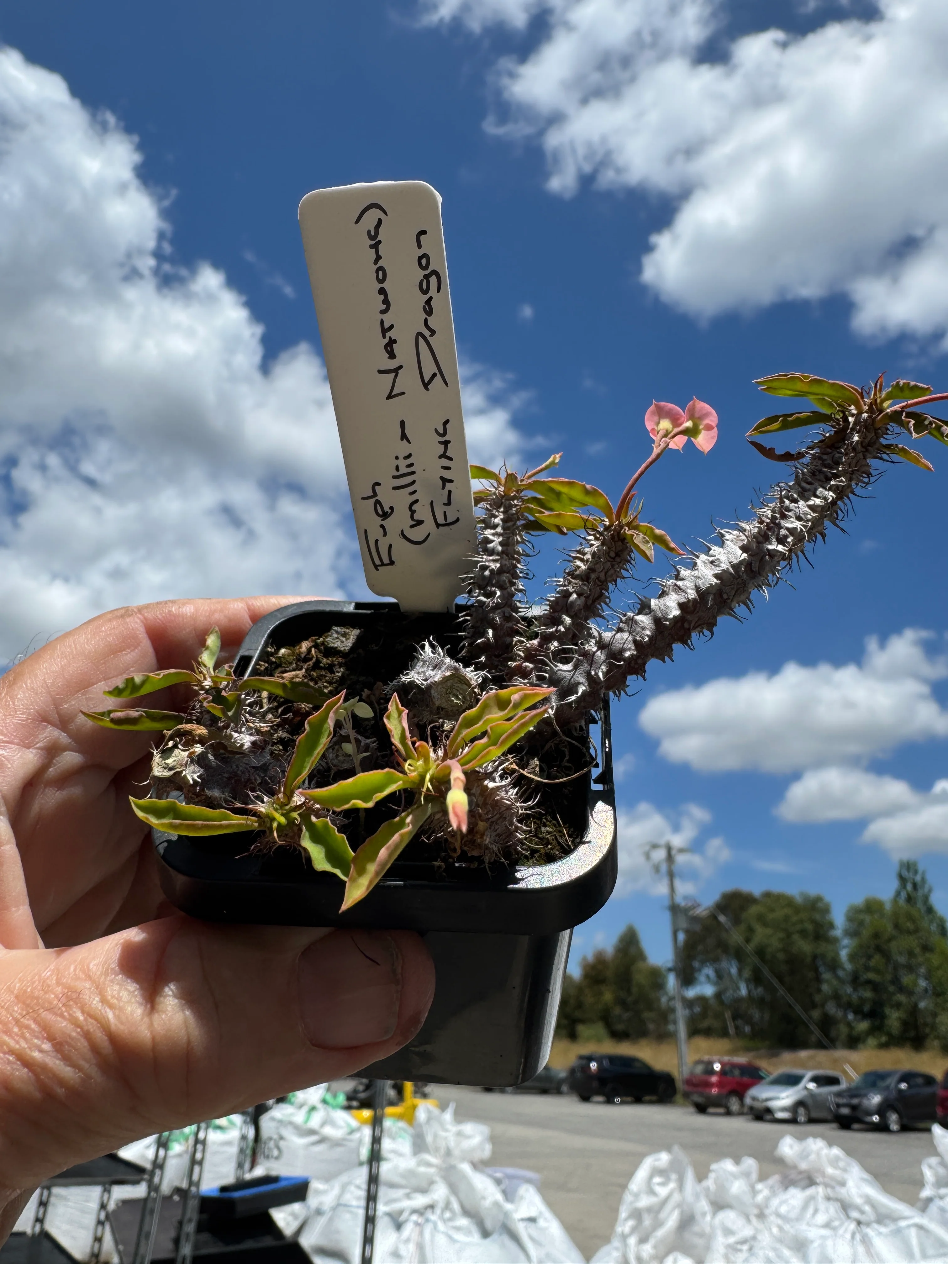 Euphorbia milii x Natwong 'Flying Dragon' (WA Prohibited) - Image 3