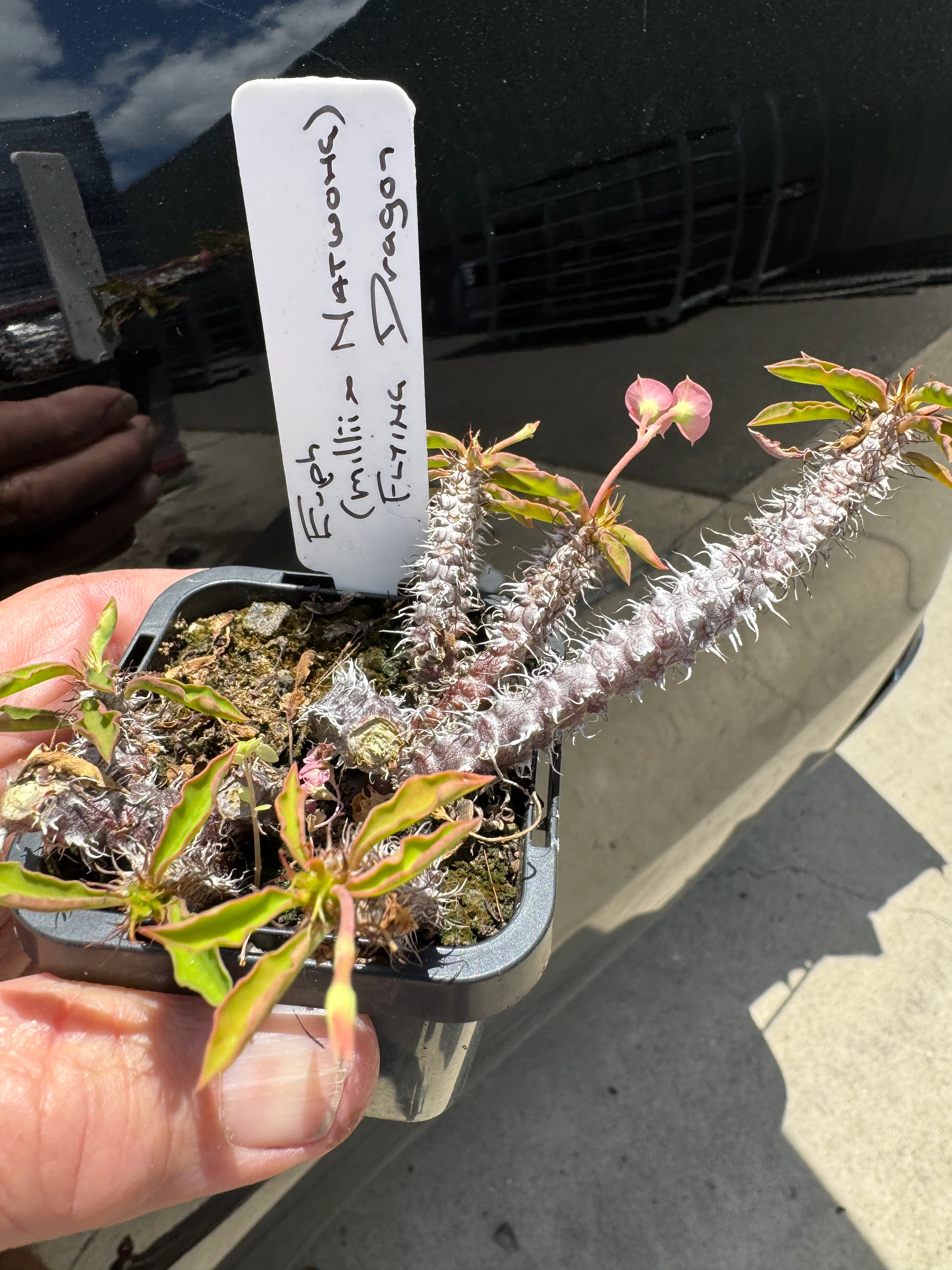 Euphorbia milii x Natwong 'Flying Dragon' (WA Prohibited) - Image 4