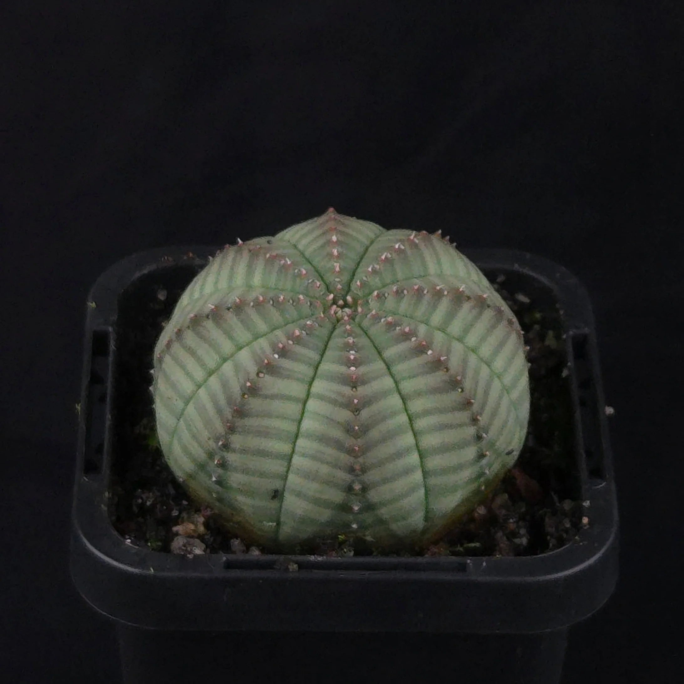 Euphorbia obesa - Baseball Plant (WA Prohibited) - Image 3