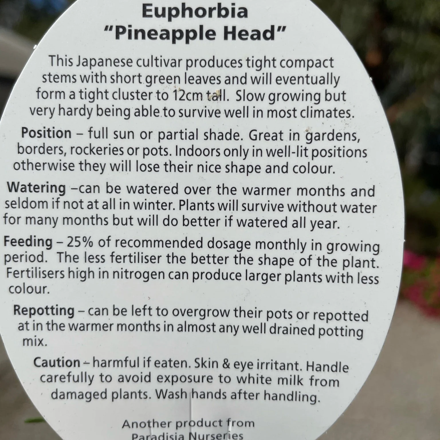 Euphorbia 'Pineapple Head' (WA Prohibited) - Image 10