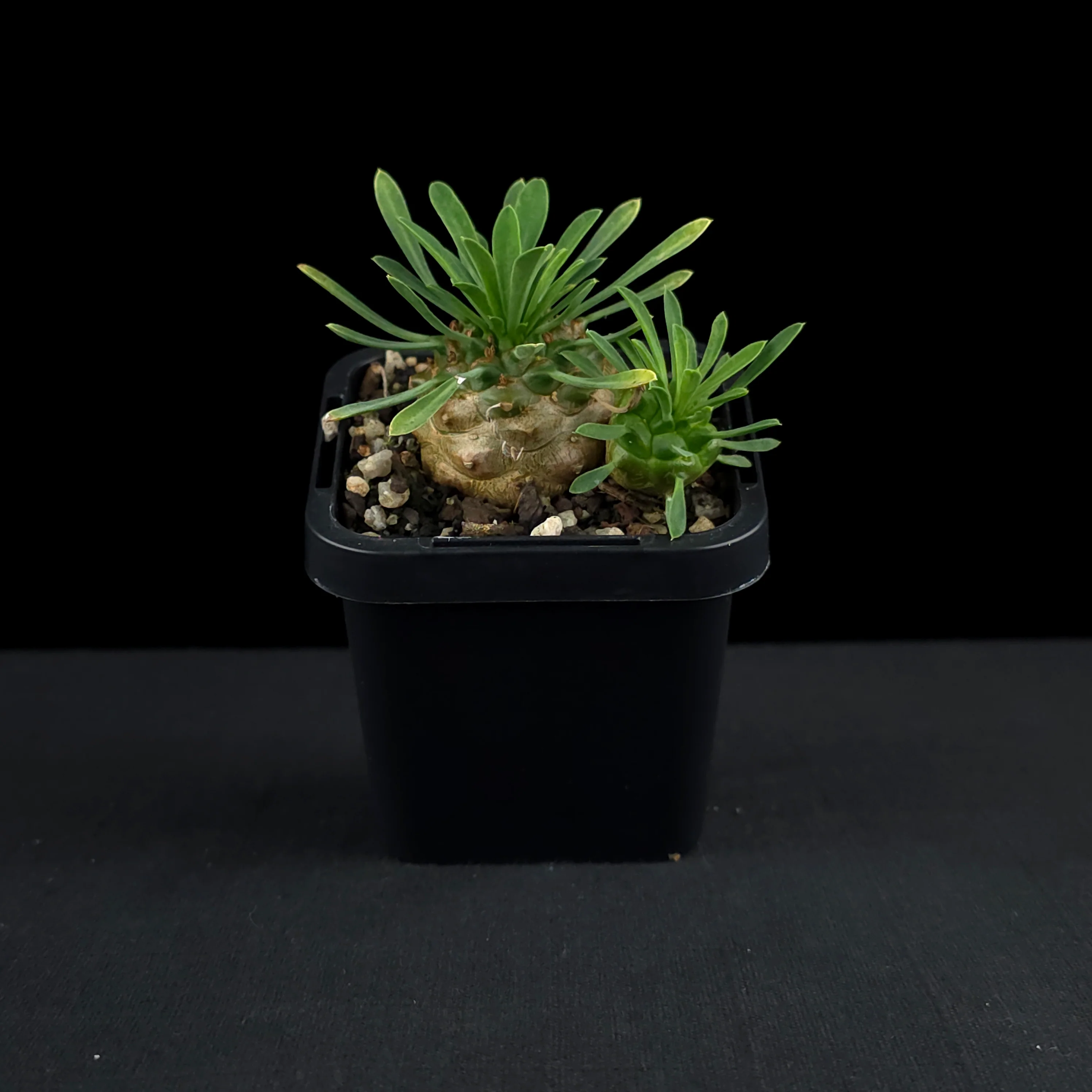 Euphorbia 'Pineapple Head' (WA Prohibited) - Image 3