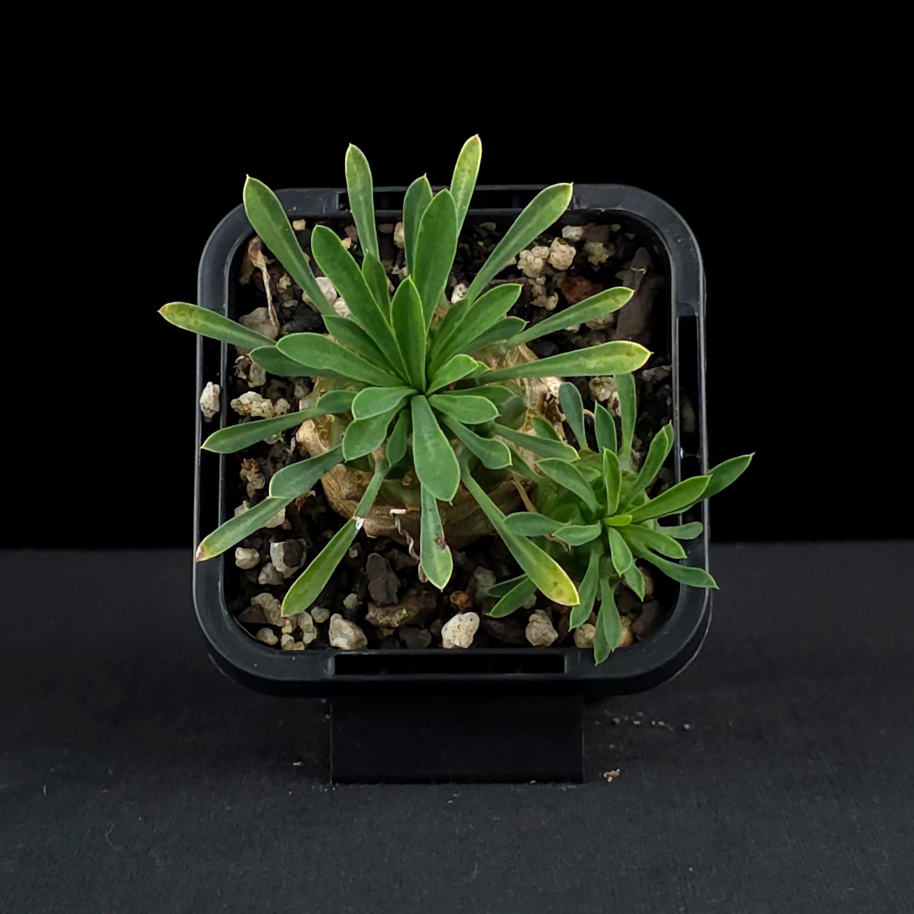 Euphorbia 'Pineapple Head' (WA Prohibited) - Image 4