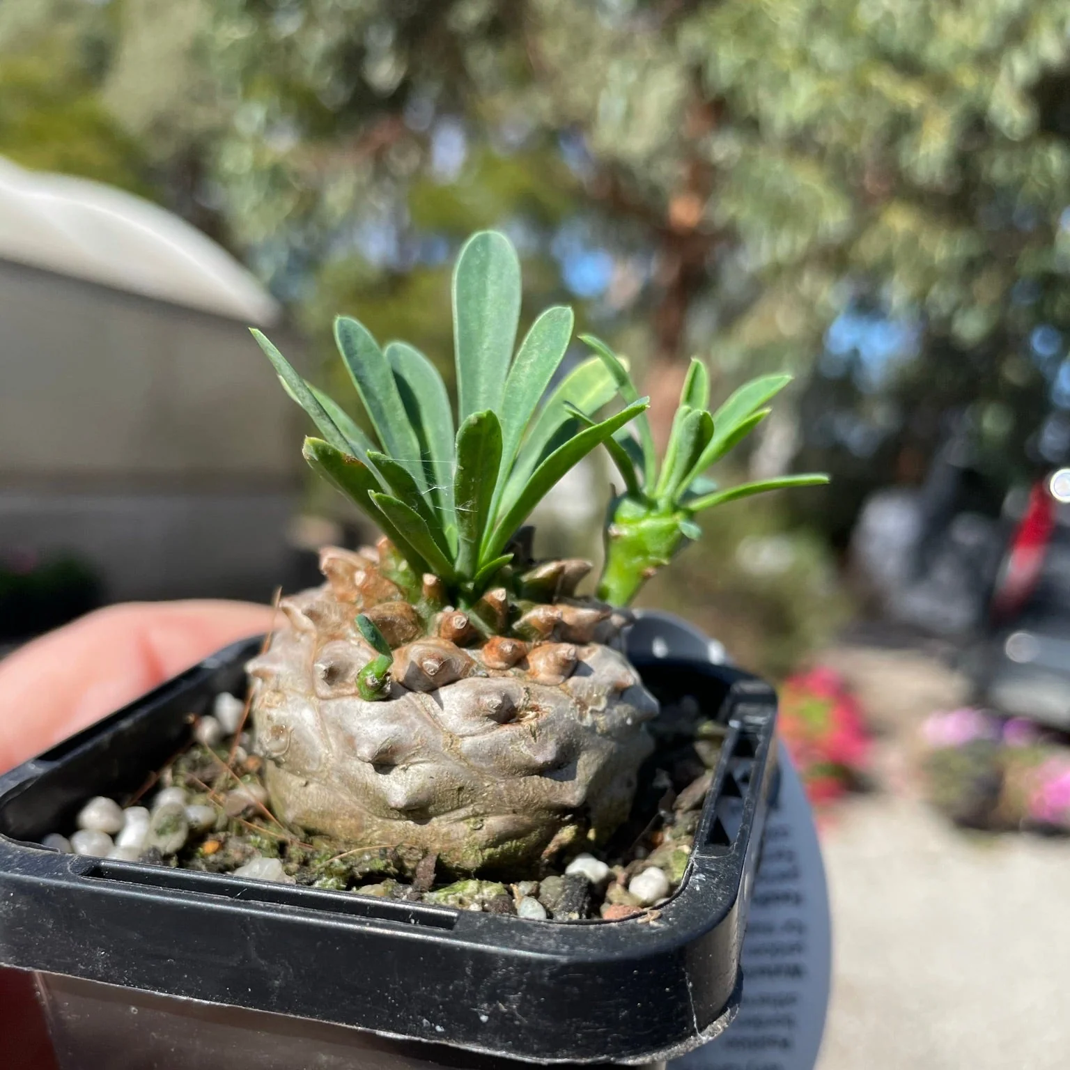 Euphorbia 'Pineapple Head' (WA Prohibited) - Image 5