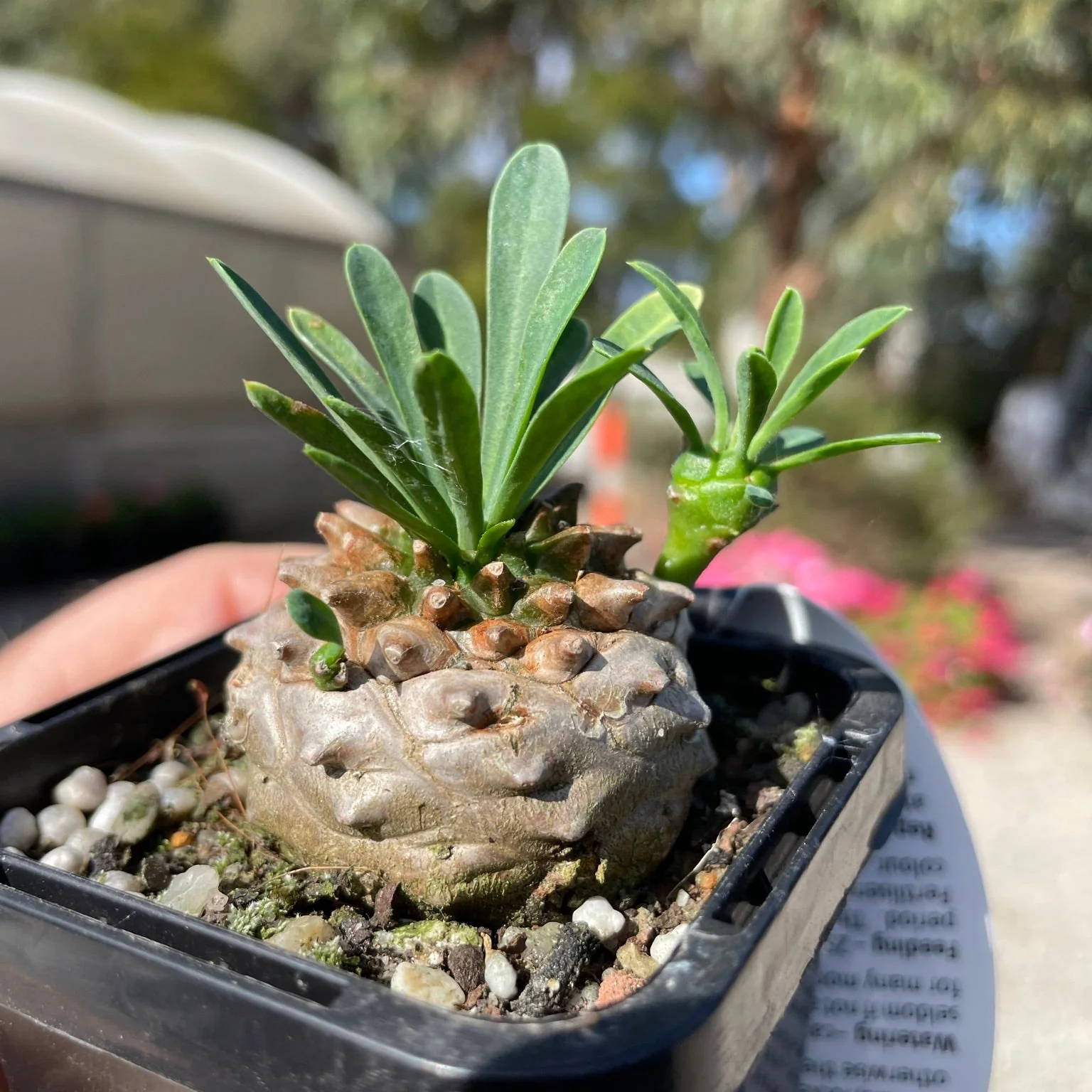 Euphorbia 'Pineapple Head' (WA Prohibited) - Image 6