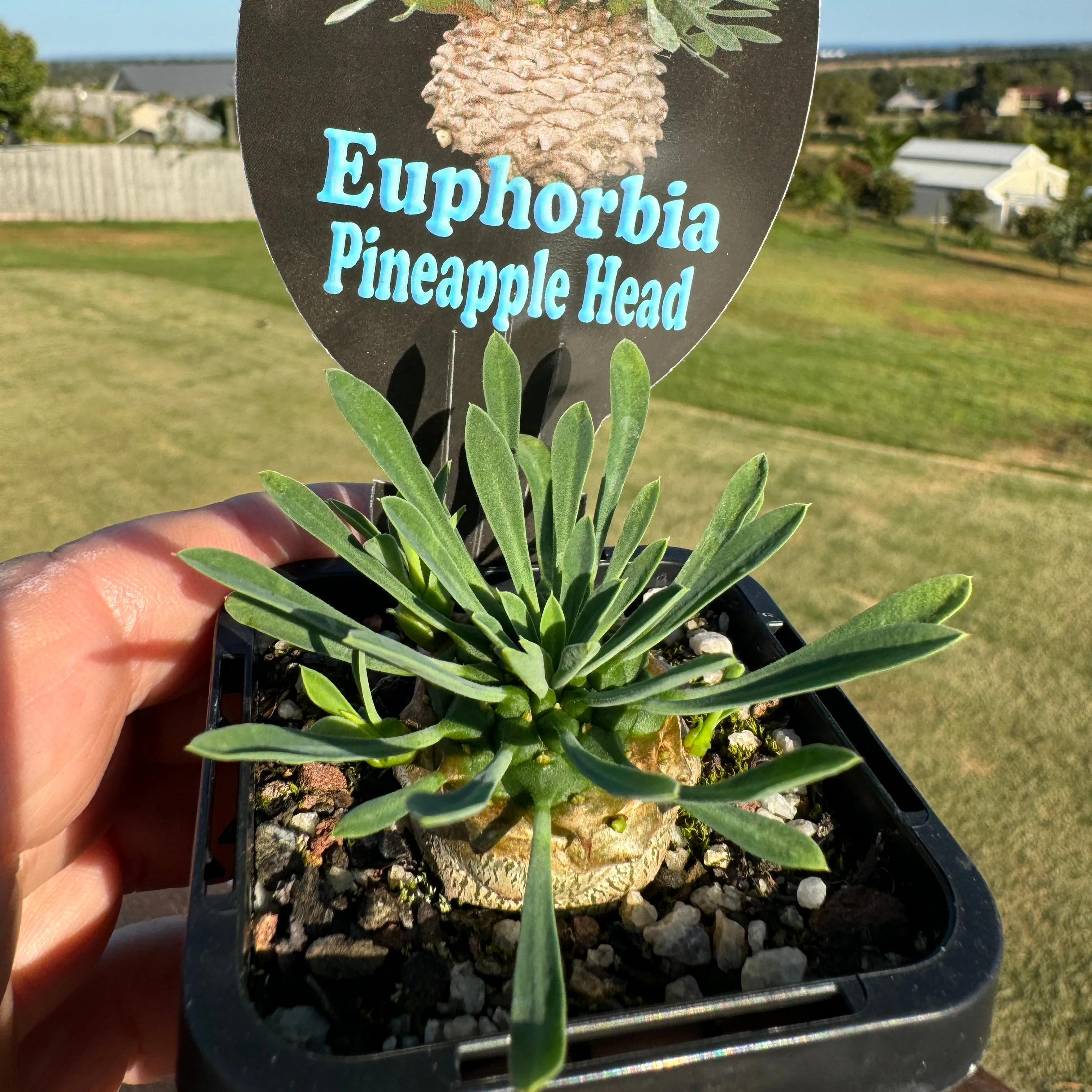 Euphorbia 'Pineapple Head' (WA Prohibited) - Image 7