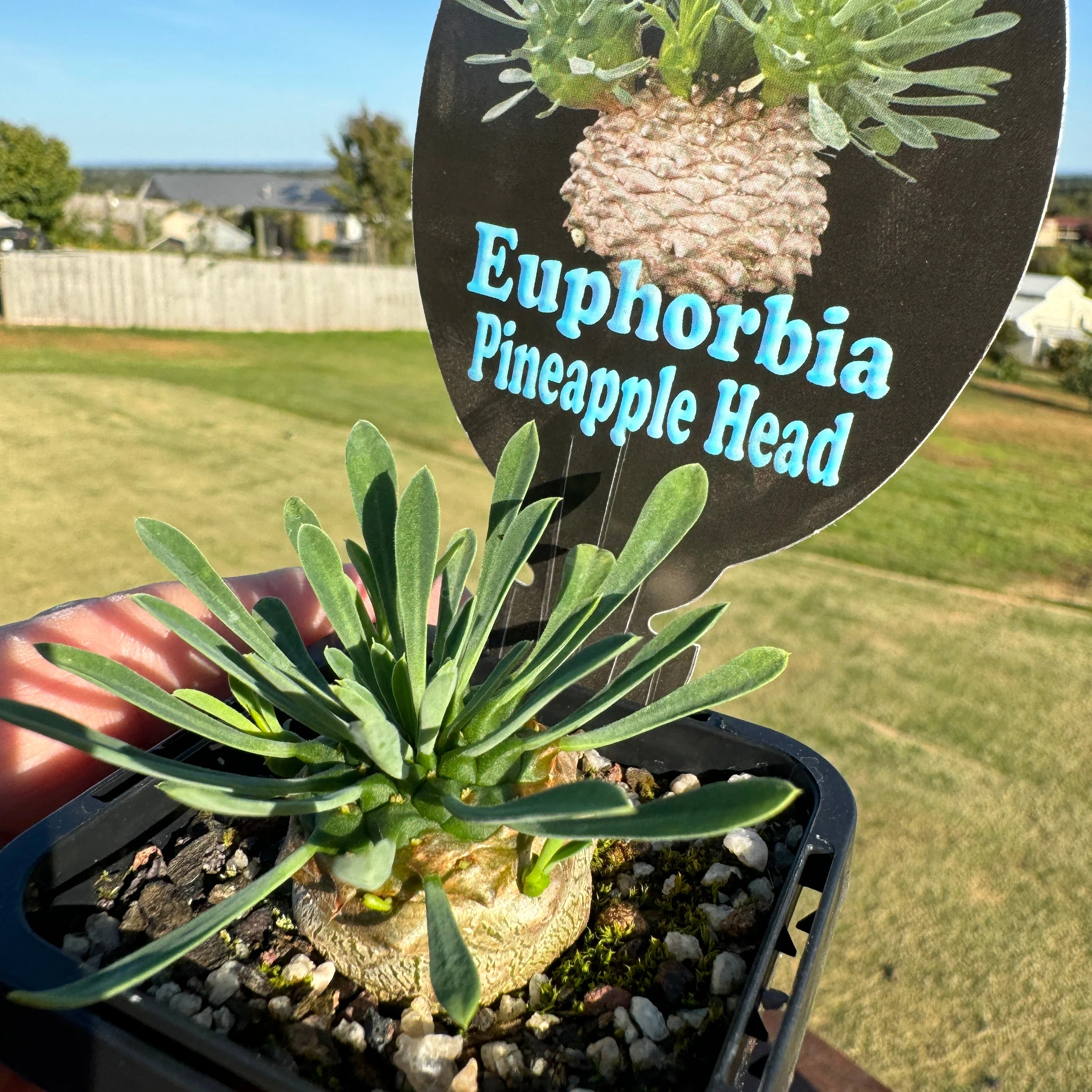 Euphorbia 'Pineapple Head' (WA Prohibited) - Image 8