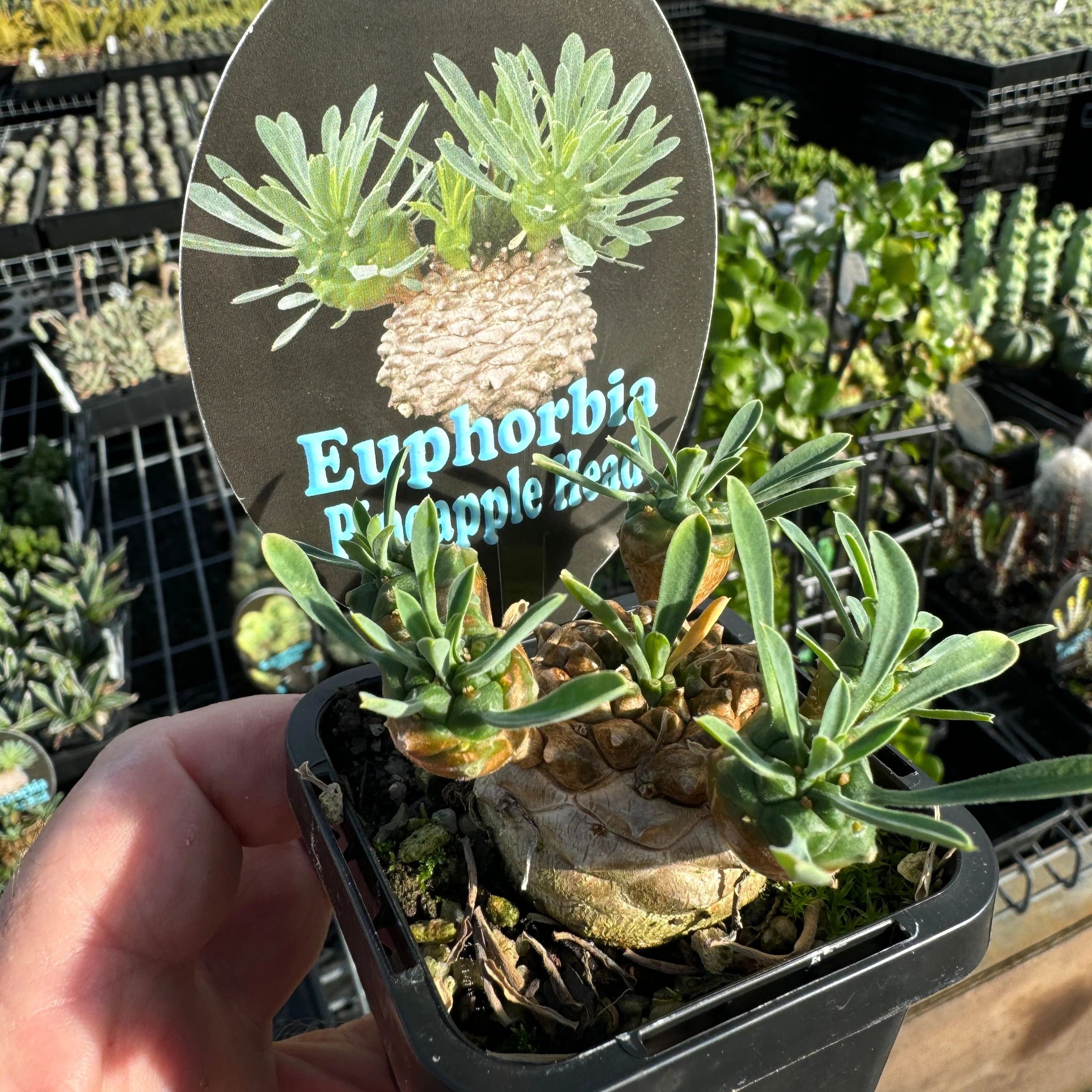 Euphorbia 'Pineapple Head' (WA Prohibited) - Image 9