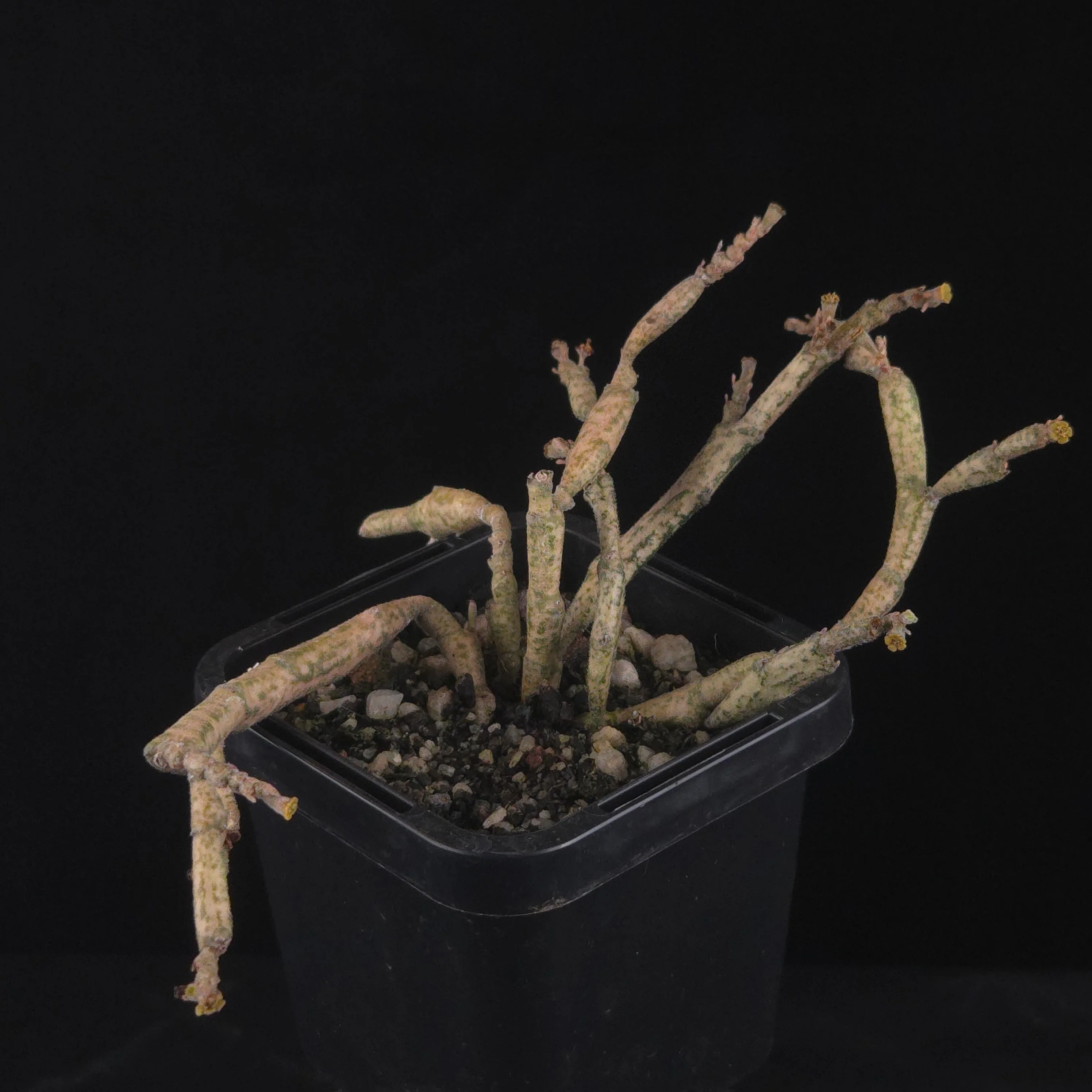 Euphorbia platyclada - Image 2