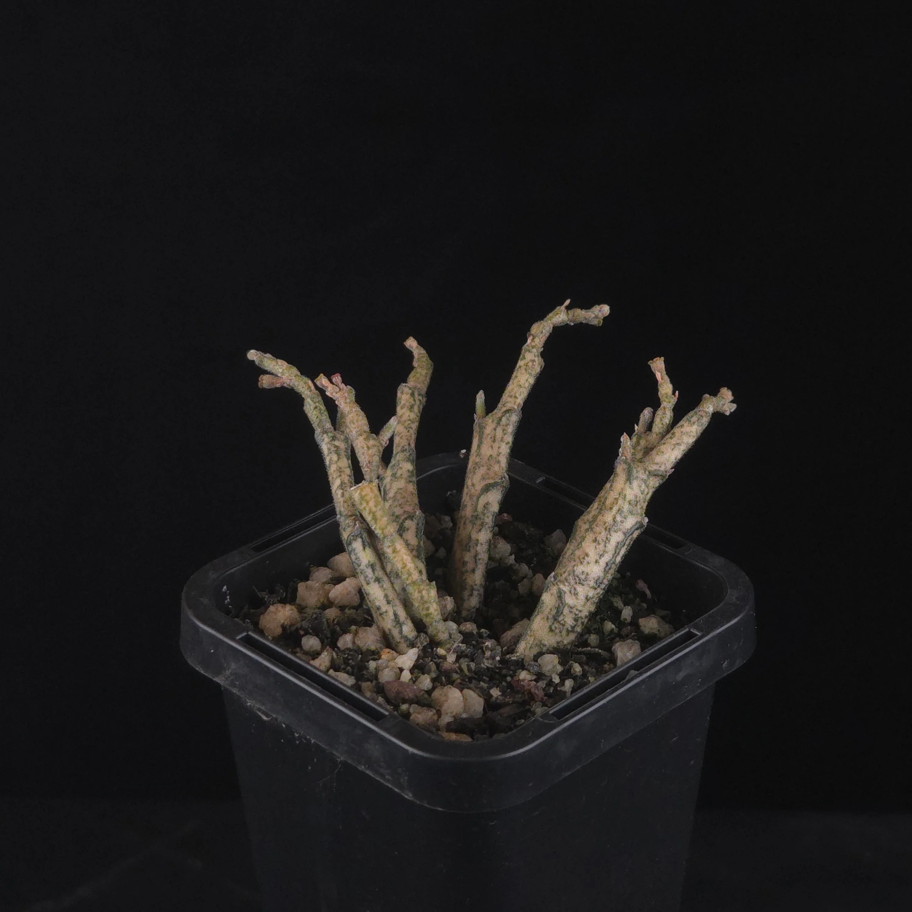Euphorbia platyclada - Image 3