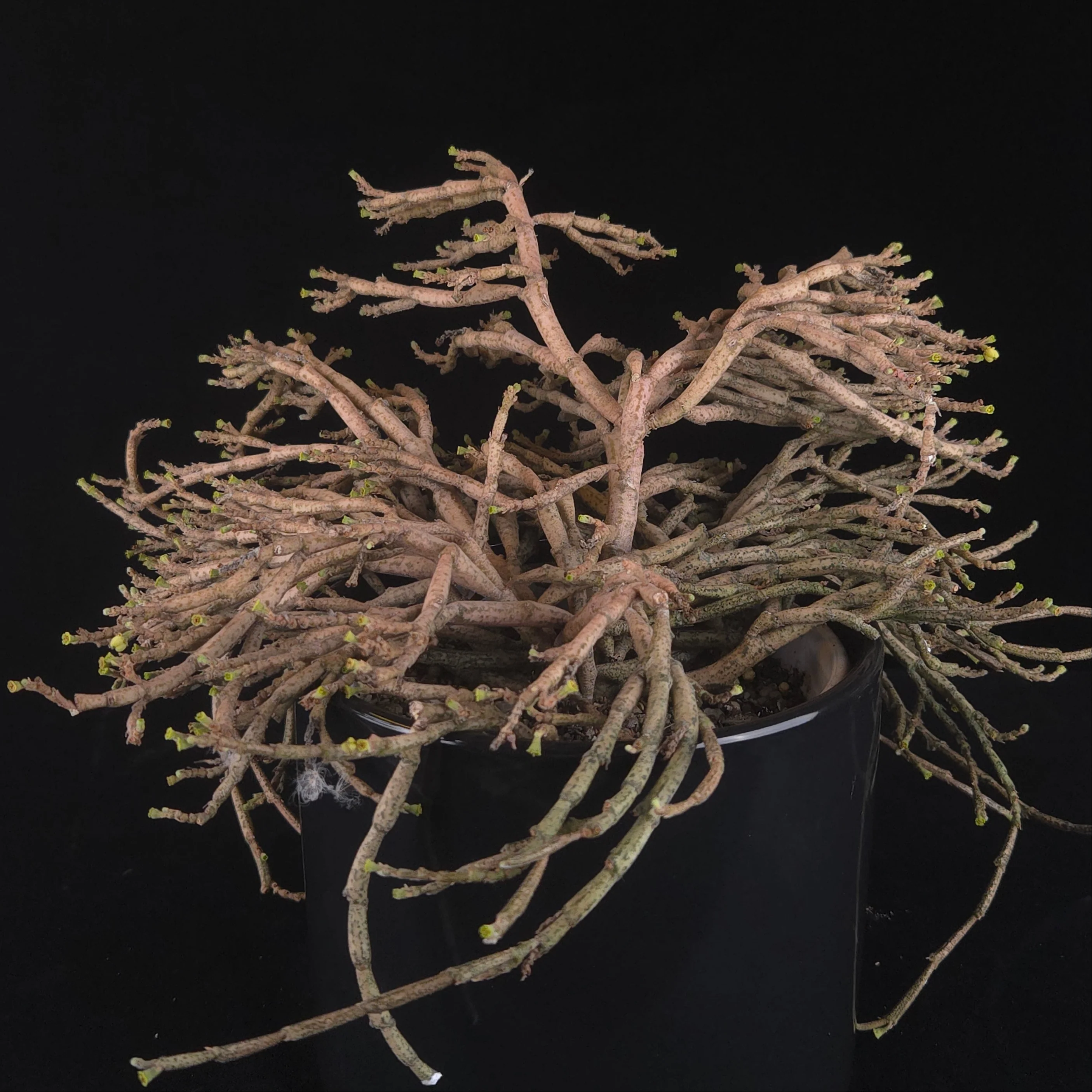 Euphorbia platyclada - Image 4