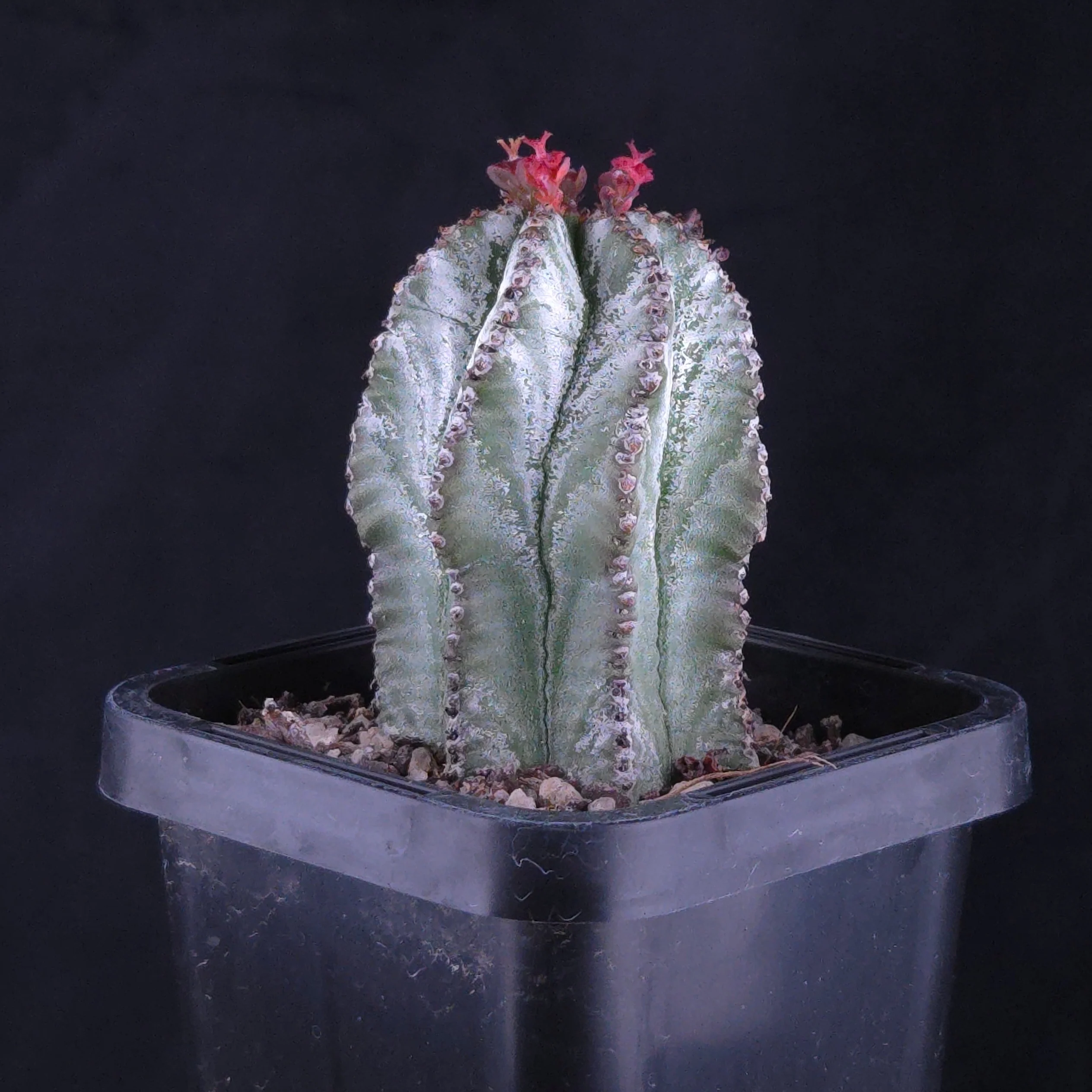Euphorbia polygona 'Azure' - Image 2