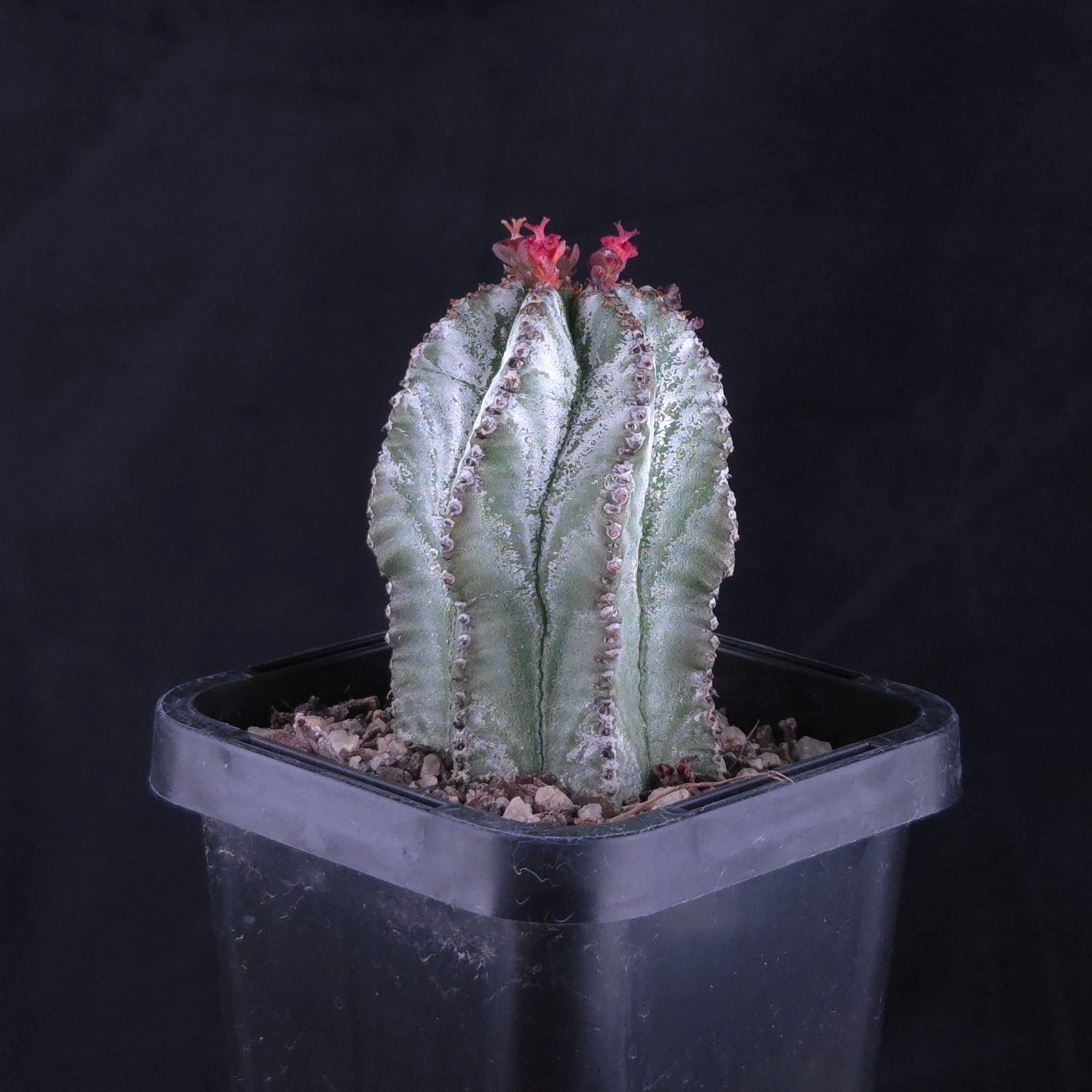 Euphorbia polygona 'Azure' - Image 3