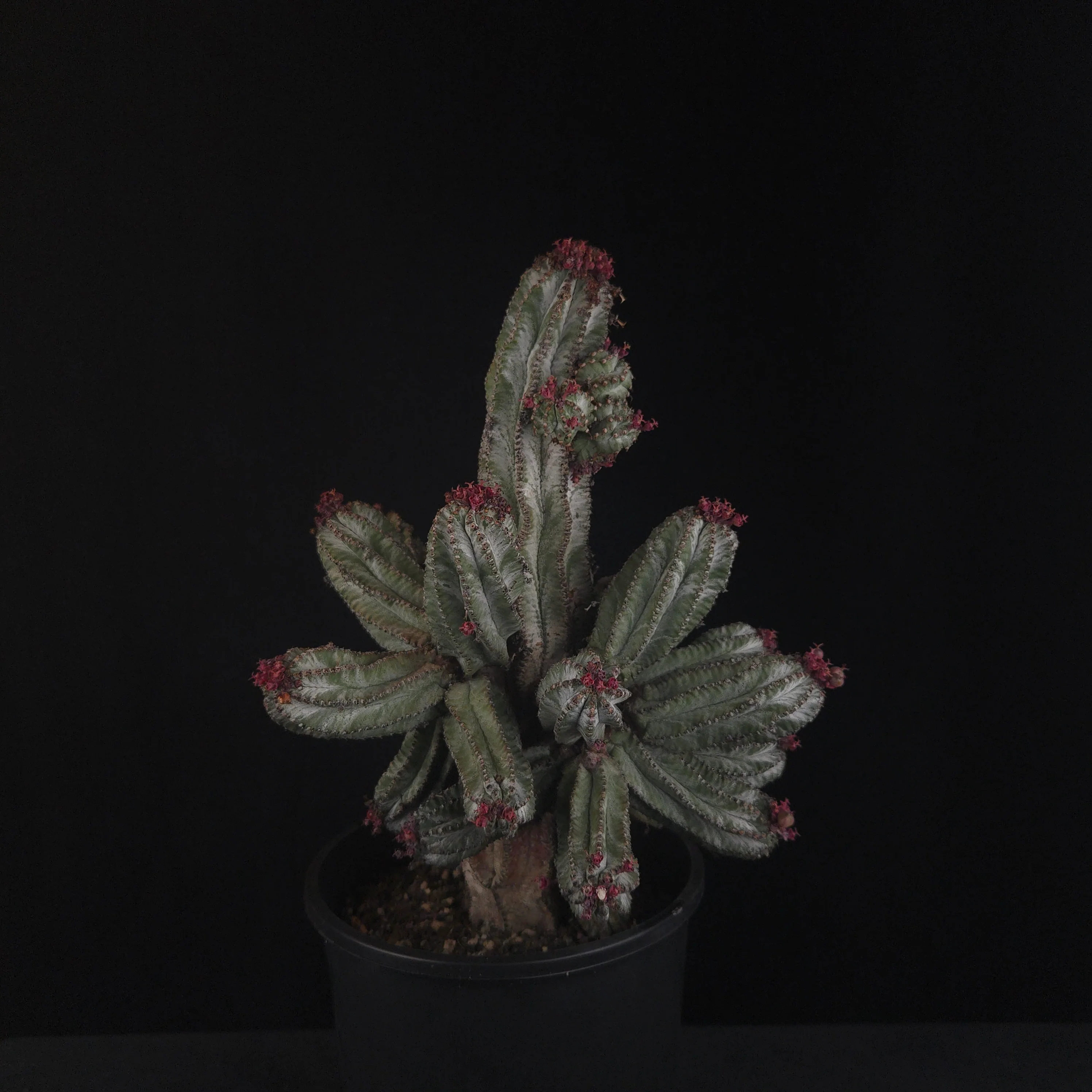 Euphorbia polygona 'Azure' - Image 4
