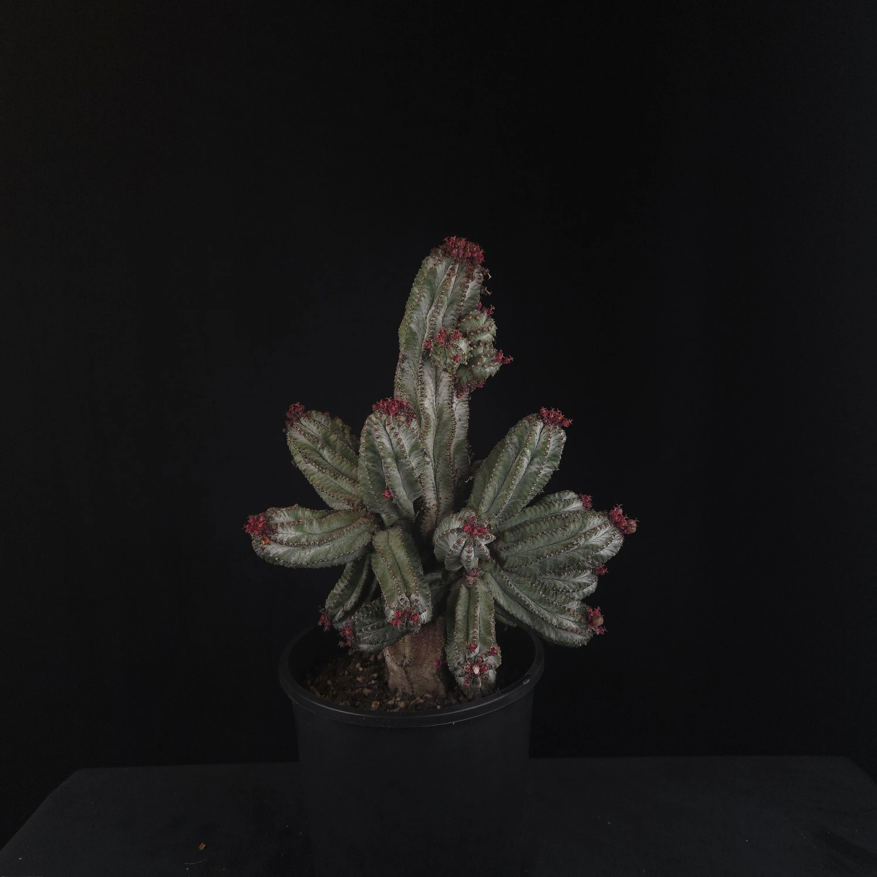 Euphorbia polygona 'Azure' - Image 5