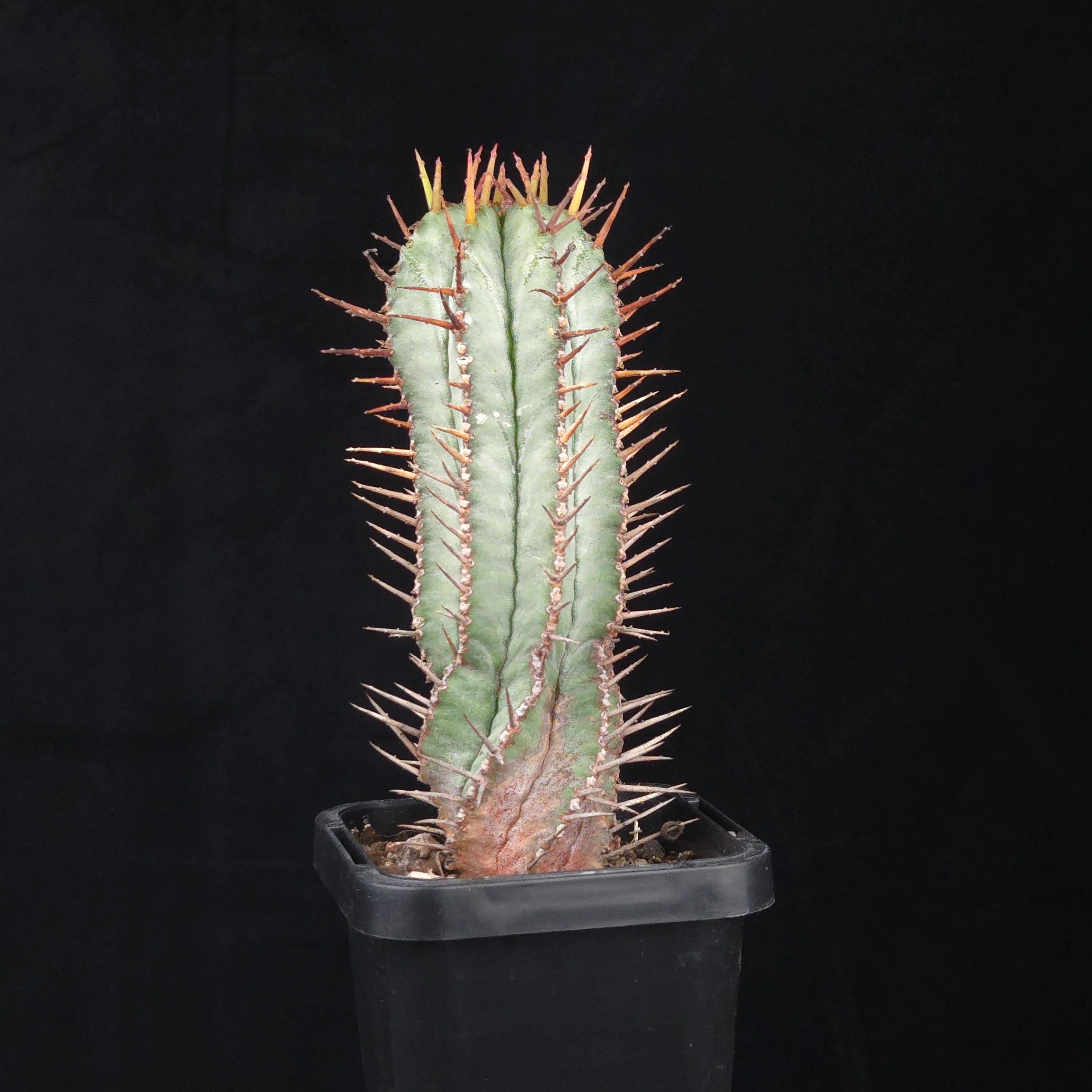 Euphorbia polygona 'Paradisian Blue' (WA Prohibited) - Image 2