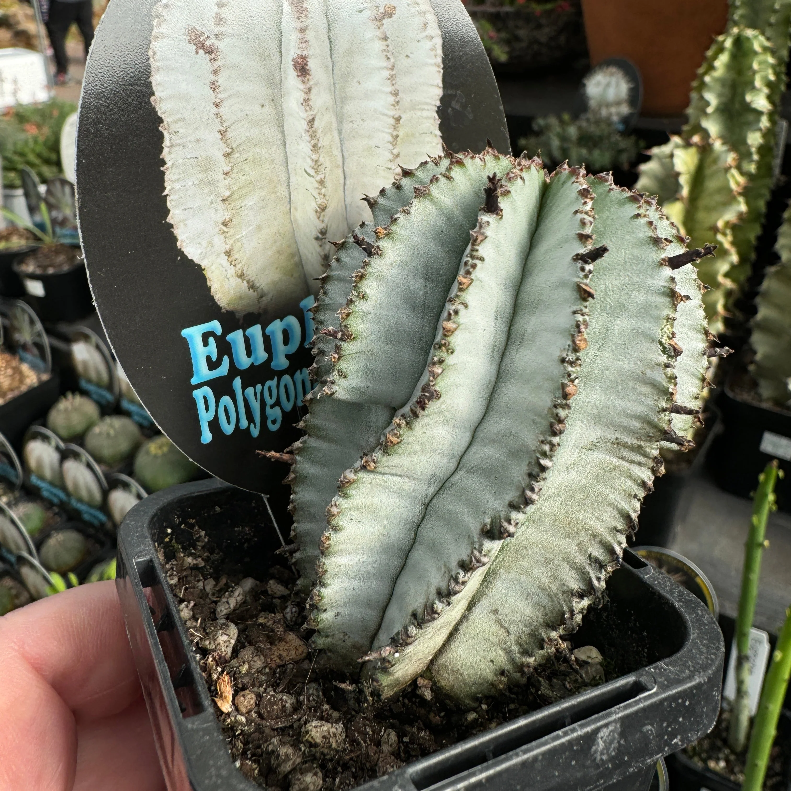 Euphorbia polygona 'Snowflake' (WA Prohibited) - Image 2